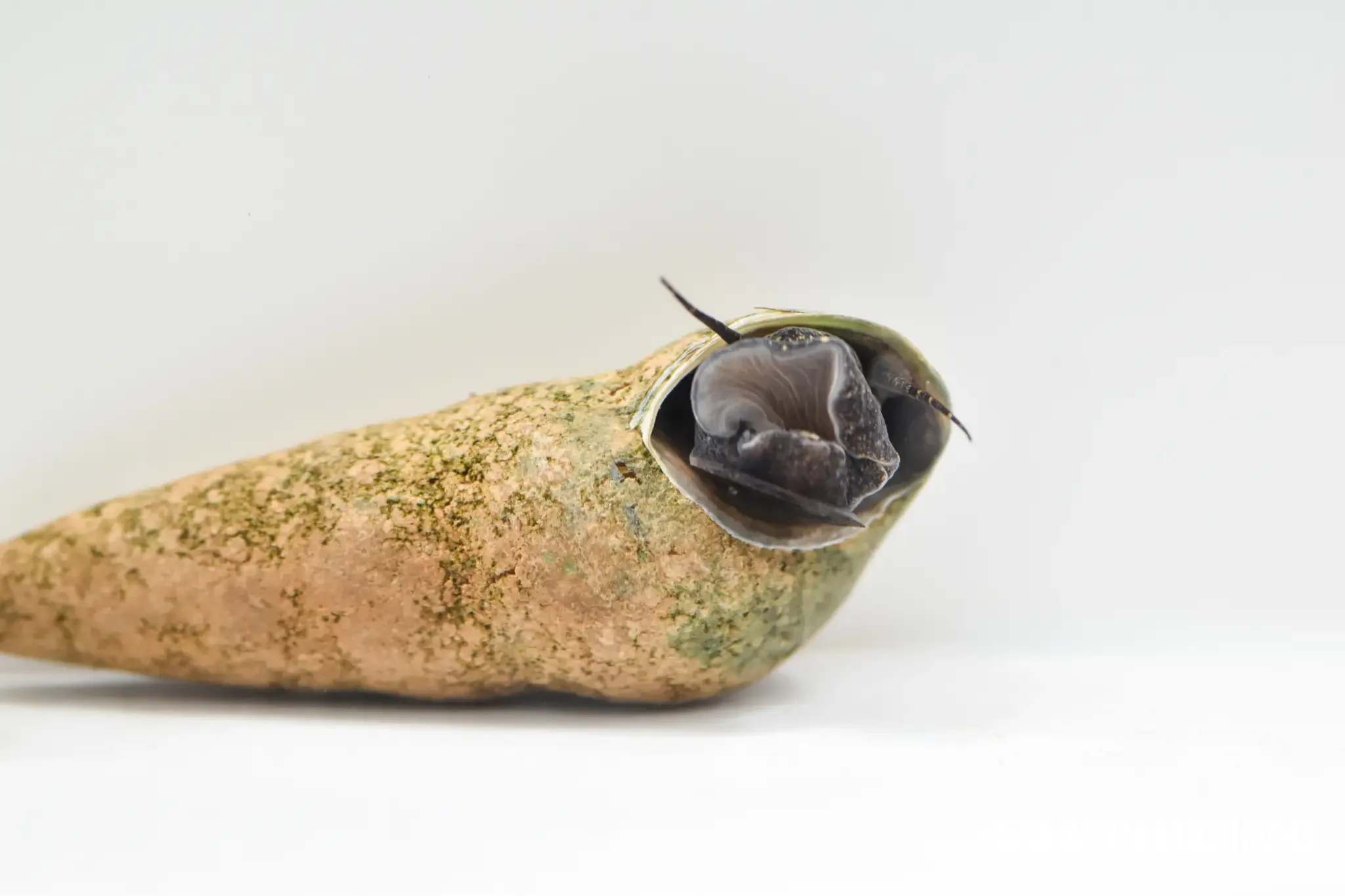 Brown Poso rabbit snail with a brown body and shell