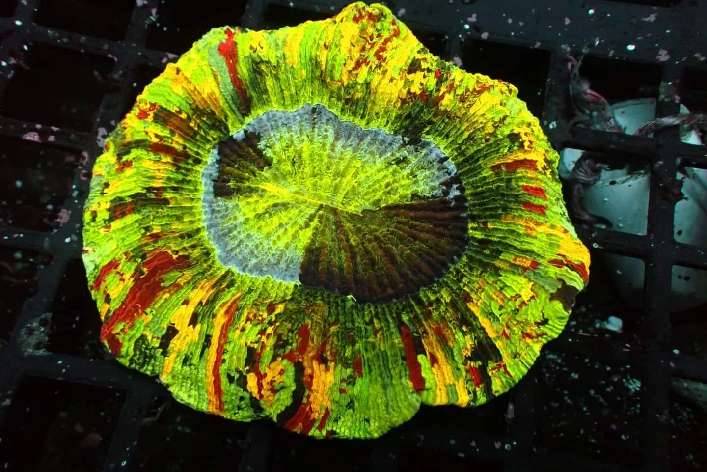 Trachyphyllia geoffroyi (Greens, Reds), a large polyp stony (LPS) coral