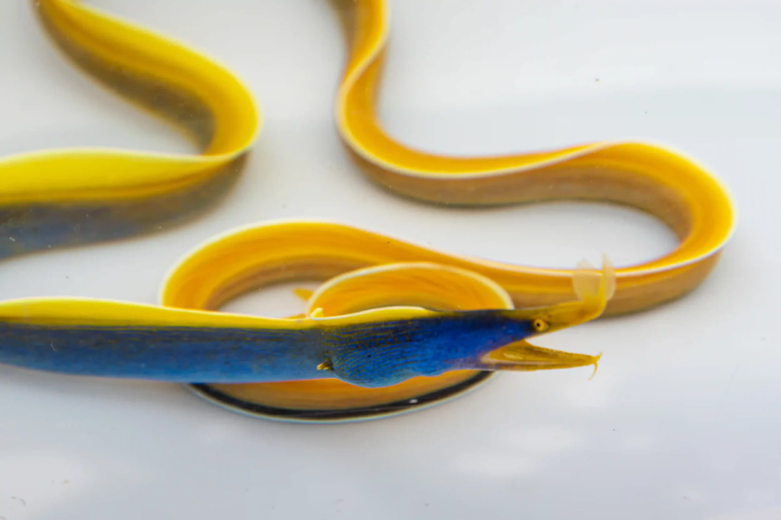 Blue ribbon eel with a long, slender body and flared nostrils