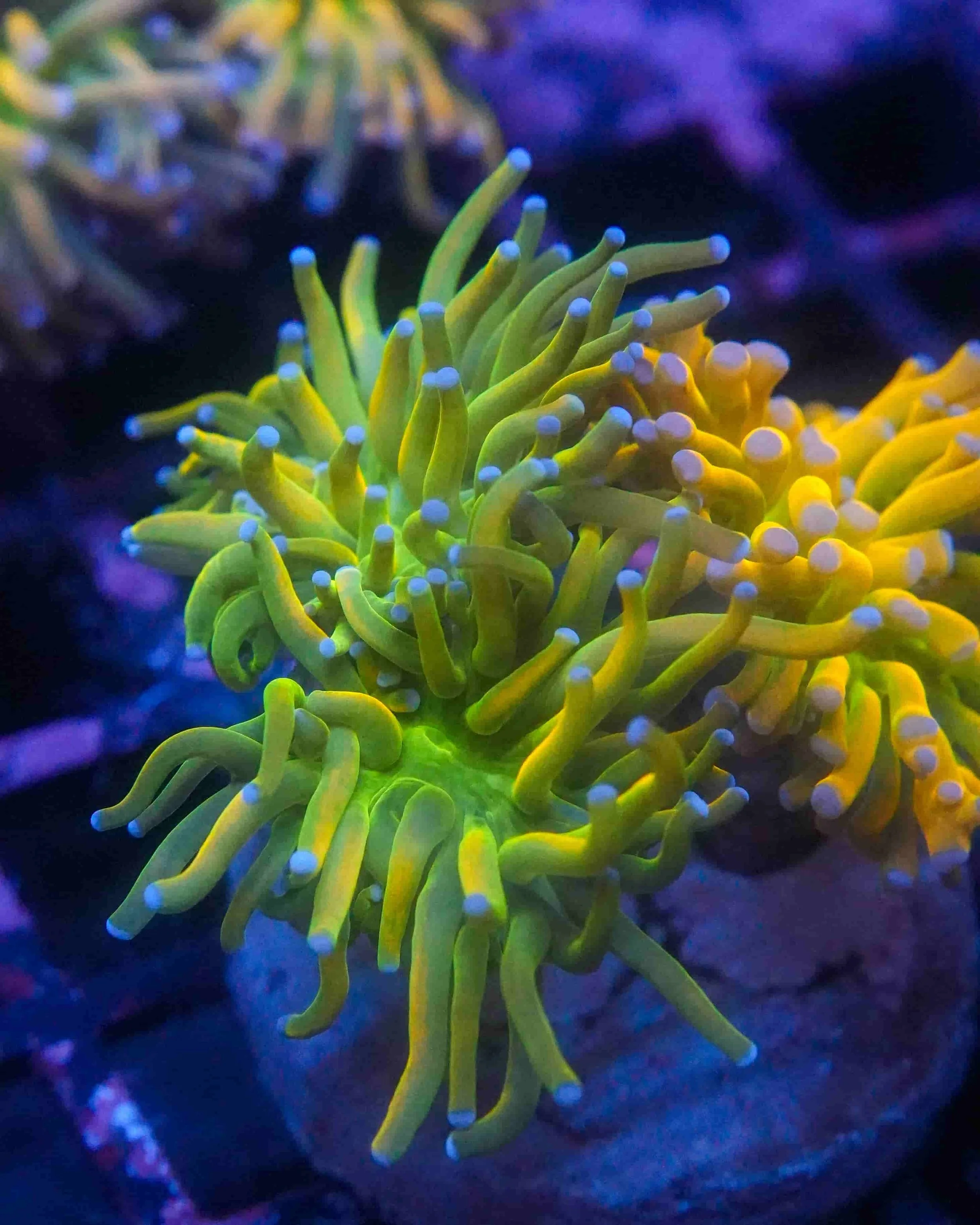 Euphyllia glabrescens (Torch Coral)
