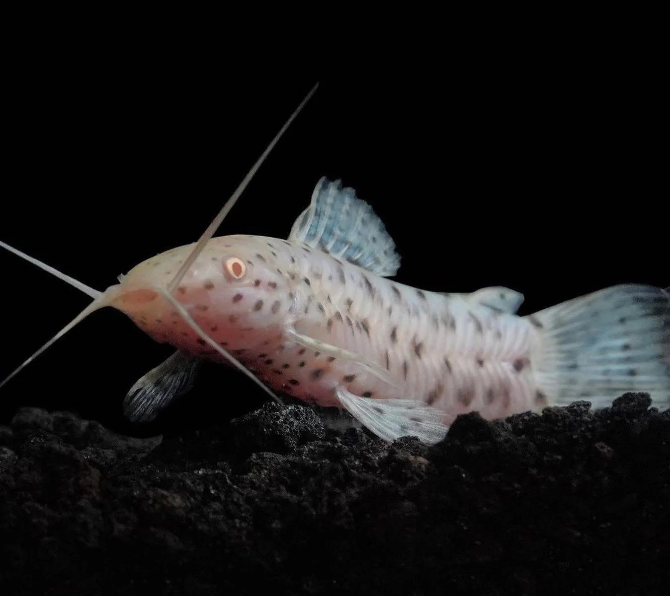 Albino spotted hoplo catfish