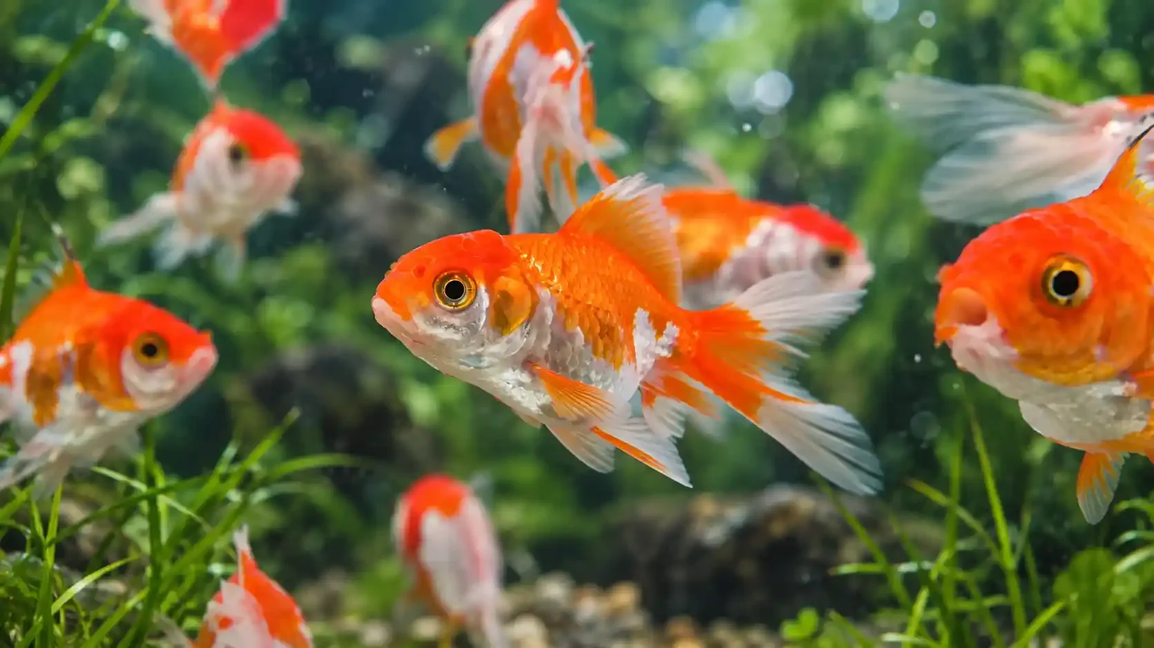 Freshwater Fish diversity