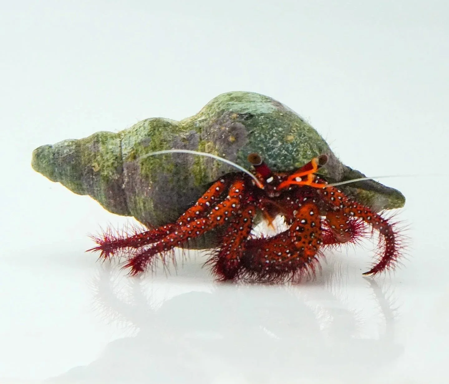 Spotted orange hermit crab (Dardanus megistos) with vibrant red-orange limbs and white spots inside a protective shell