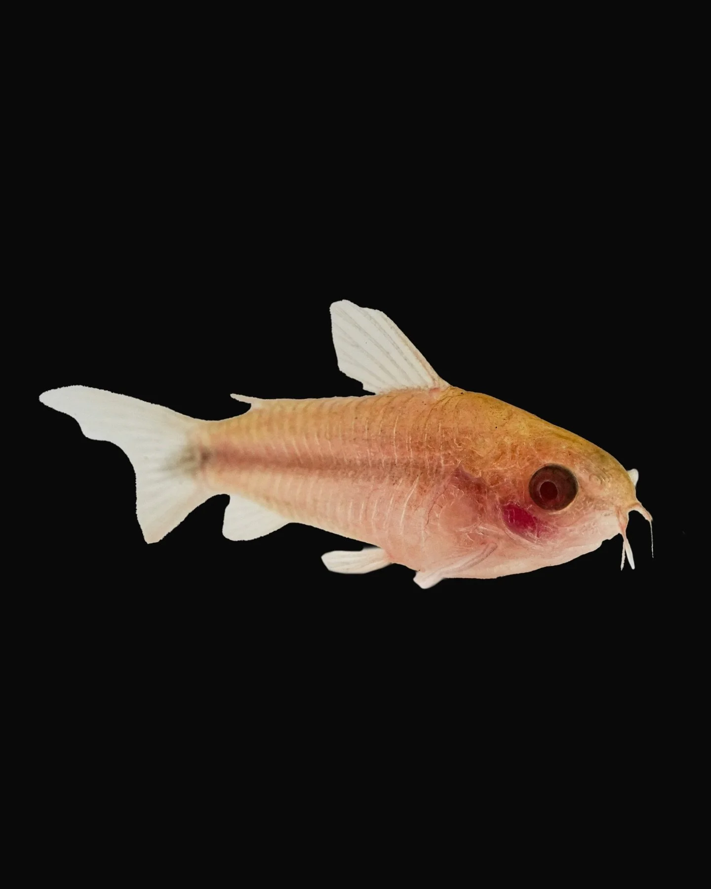 Albino Pygmy Corydoras