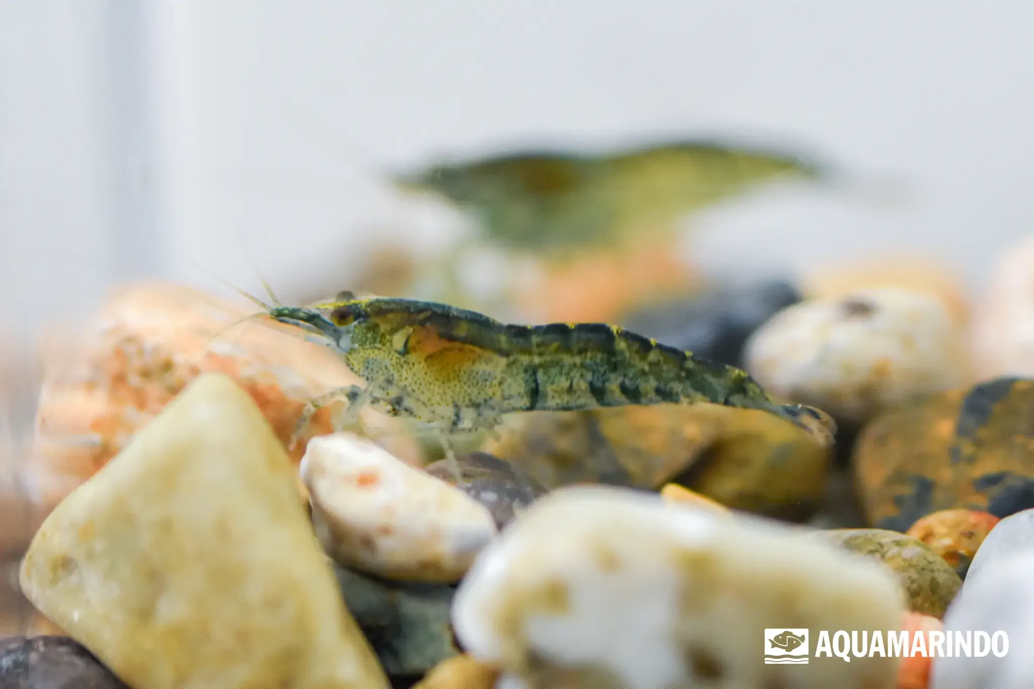 Green jade shrimp with a green body