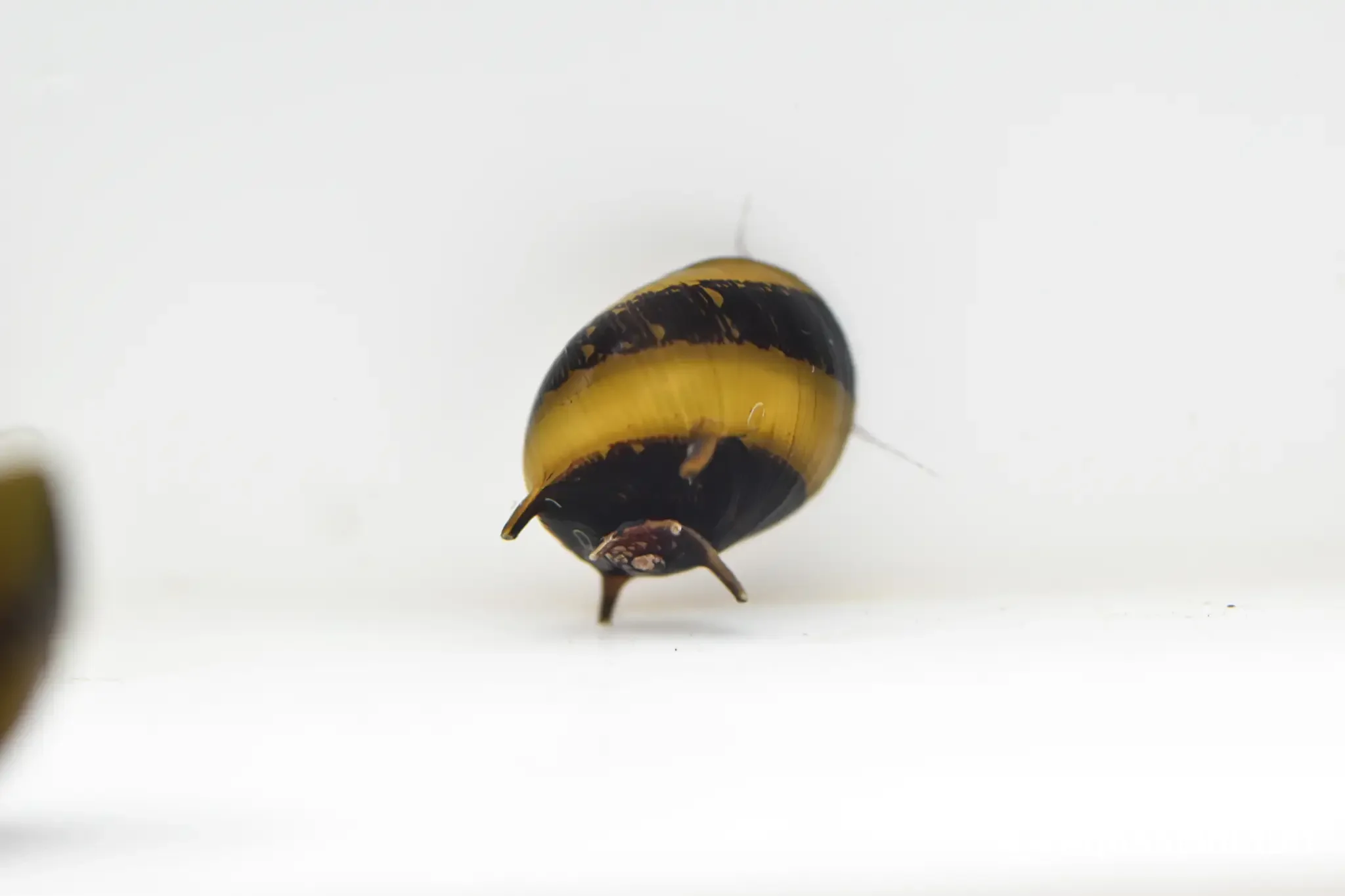 Durian zebra snail with a spiked, striped shell