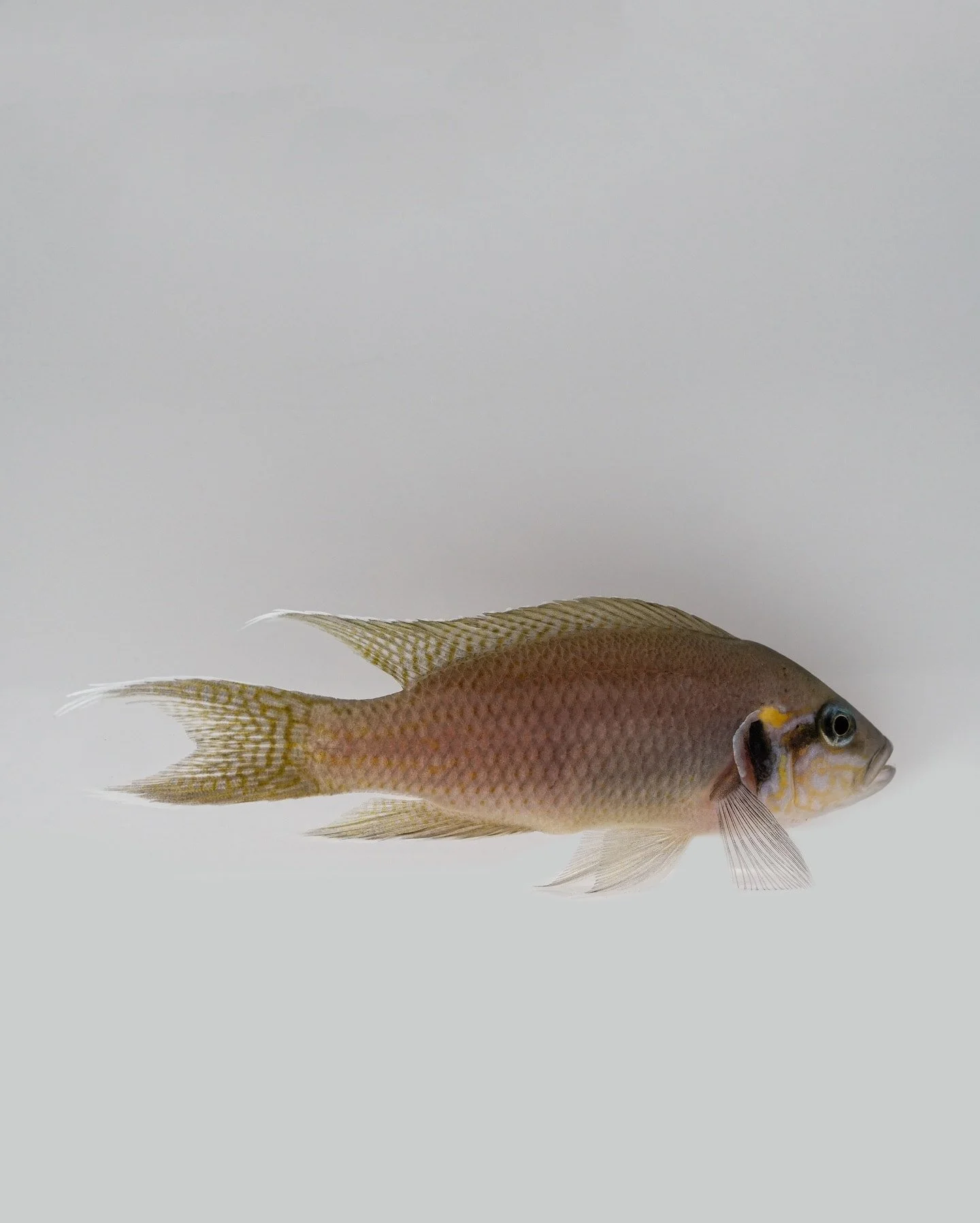 Brichardi