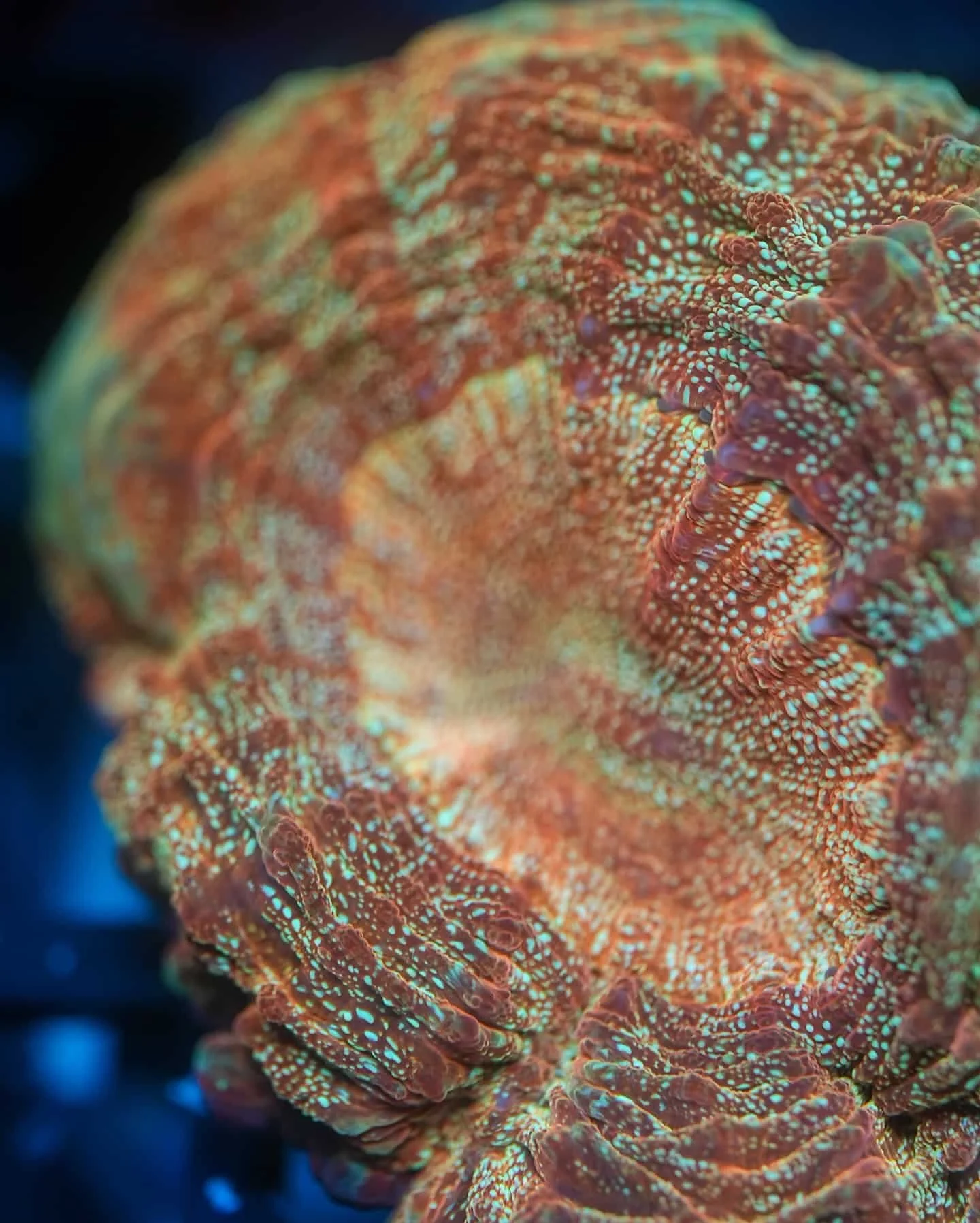 Acanthophyllia Coral (Green, Red, Brown), a large polyp stony (LPS) coral
