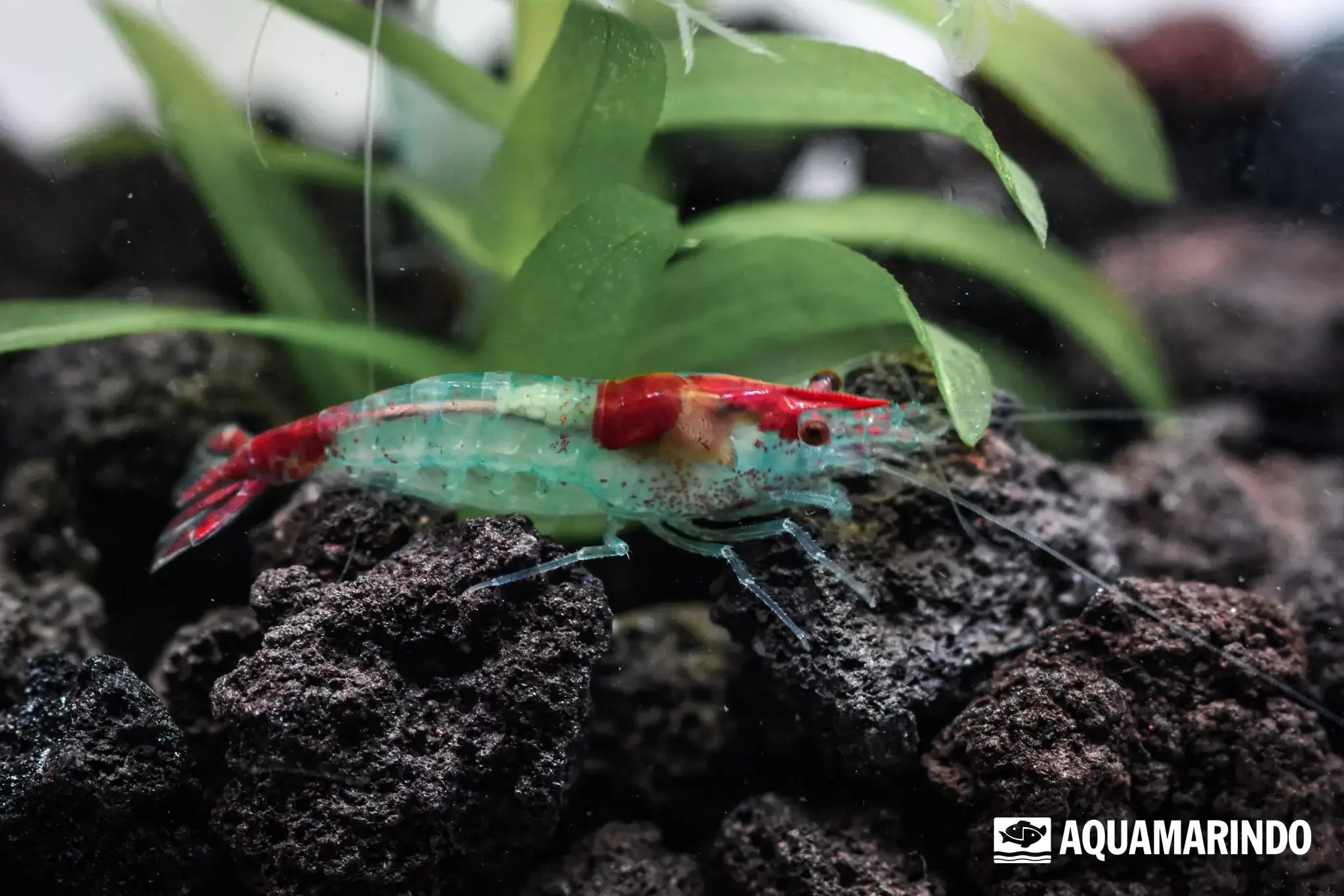 Blue rili shrimp with blue color on a partly clear body