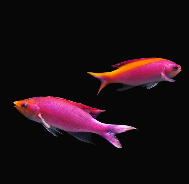 Purple queen anthias (Pseudanthias tuka), a slender purple saltwater reef fish