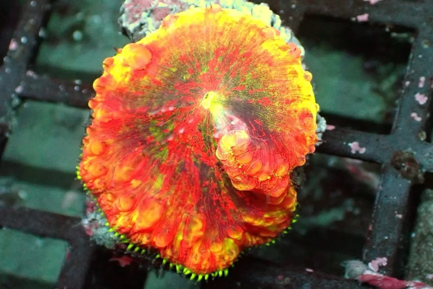 Blastomussa wellsi