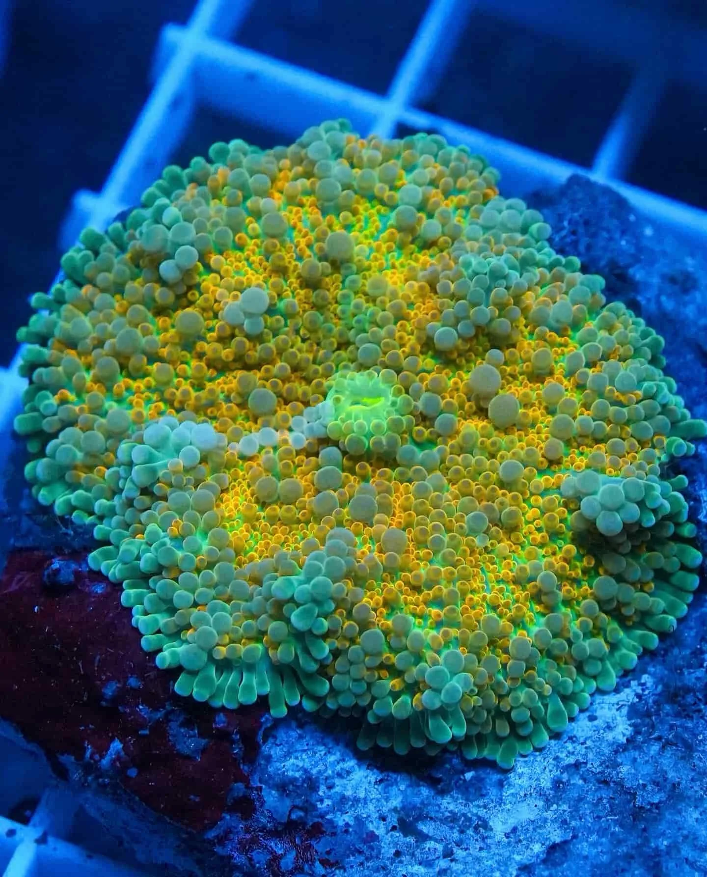 Ricordea yuma, a soft coral or polyp for reef aquariums
