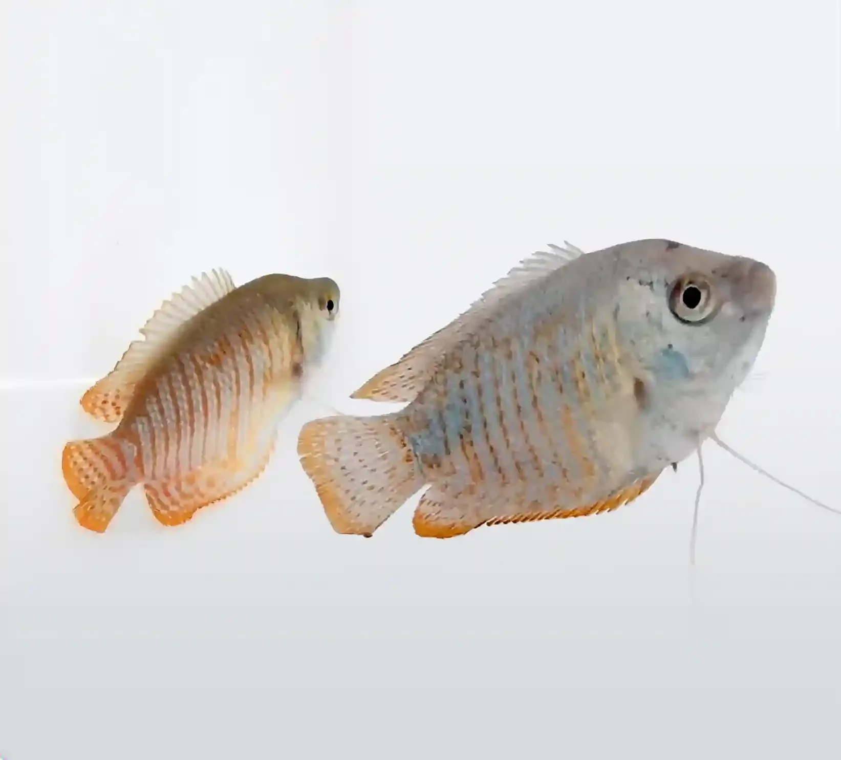 Dwarf gourami, a small and colorful freshwater gourami