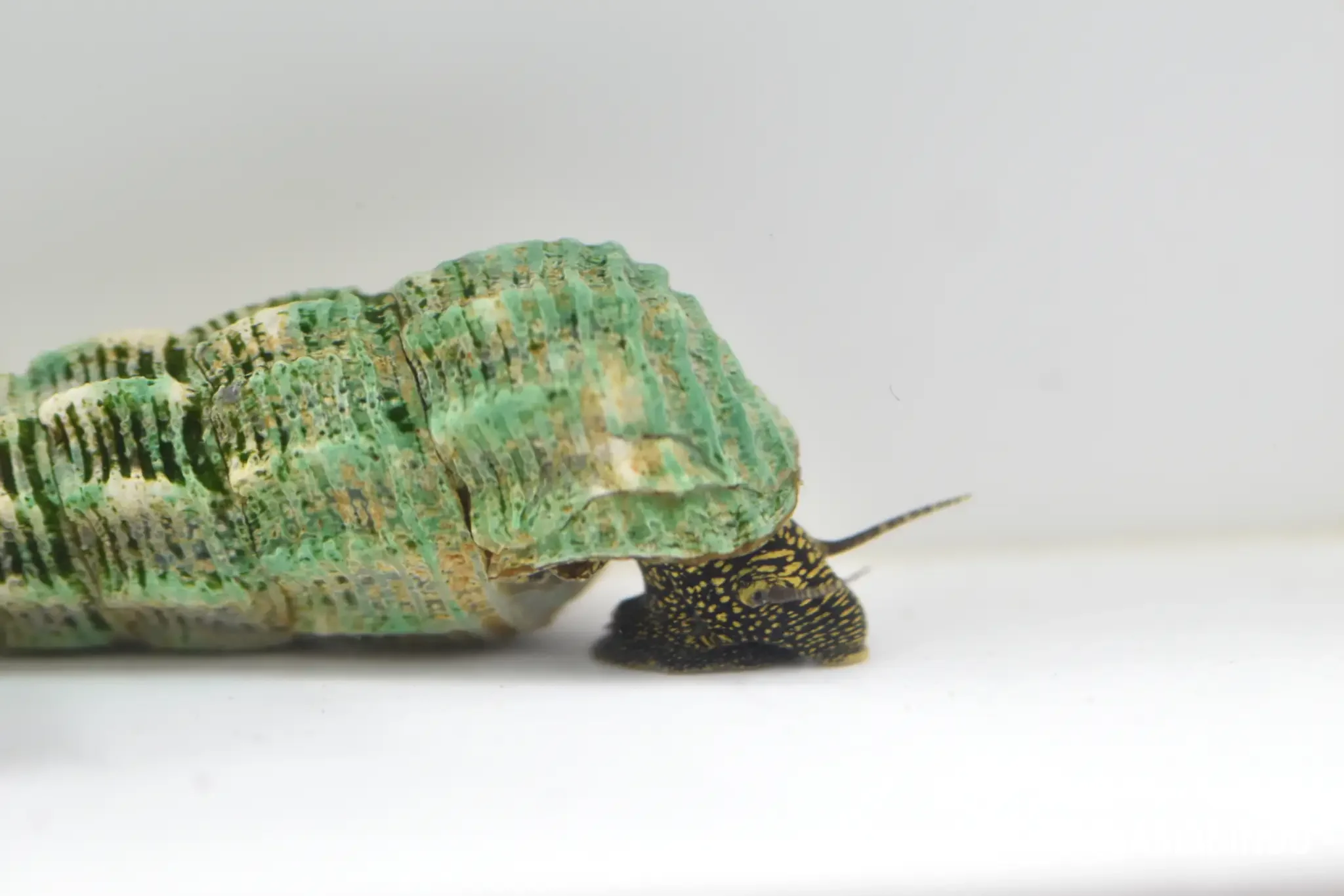 Maruoto snail, a freshwater snail variety