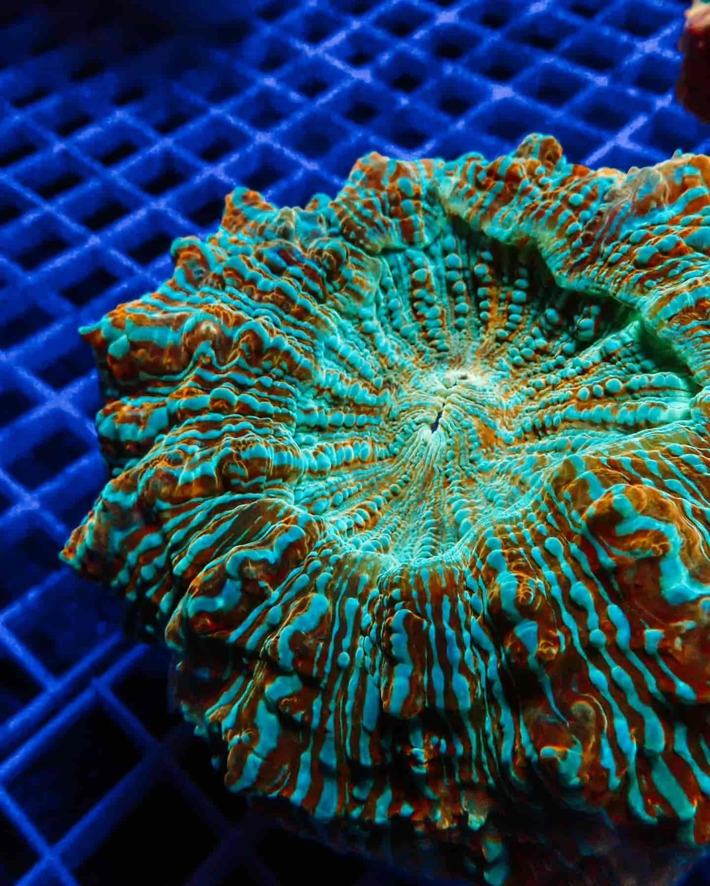 Acanthophyllia (Metallic Green & Red)