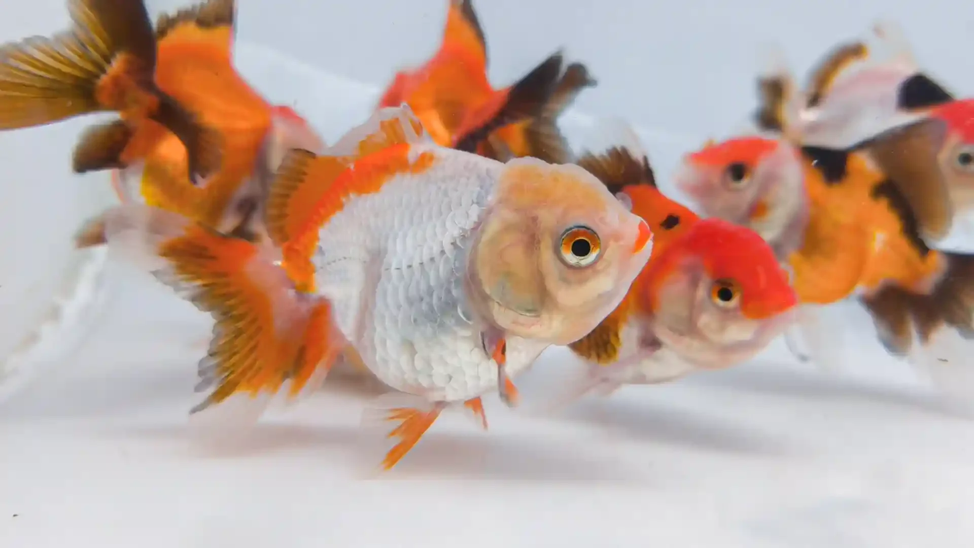Calico fantail goldfish with mottled, multicolor patches