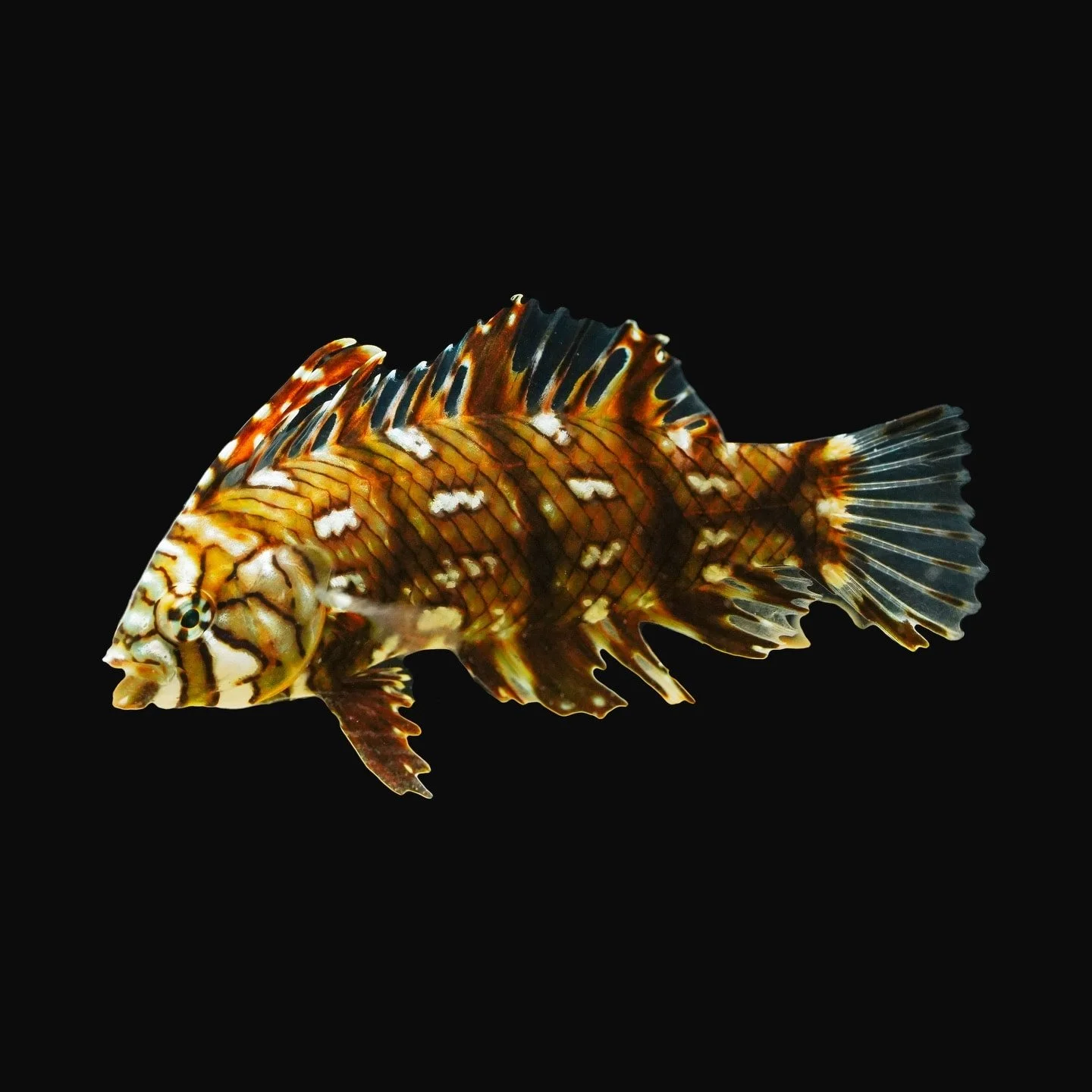 Rockmover wrasse (Novaculichthys taeniourus)