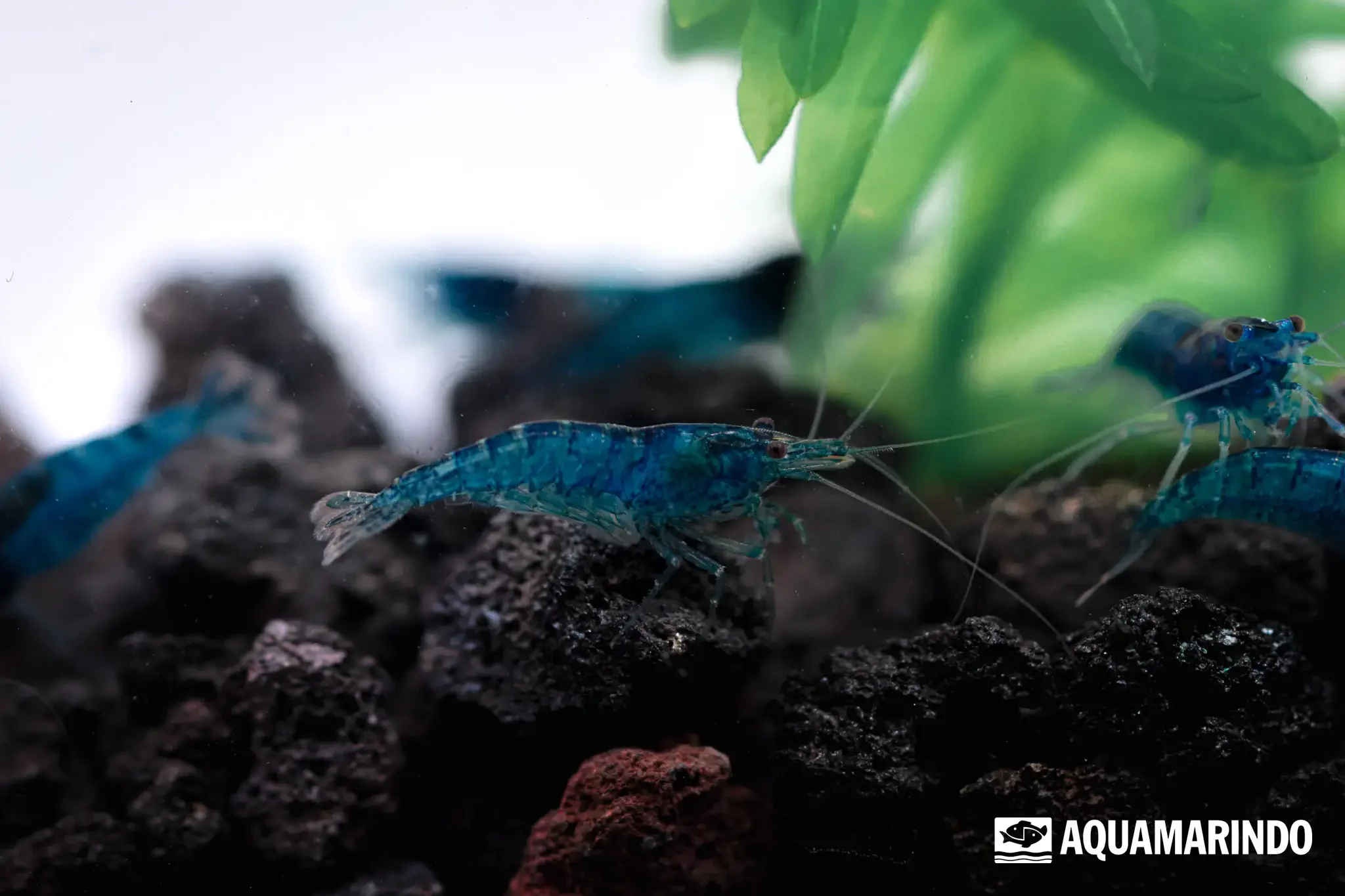 Blue diamond shrimp with a vivid blue color
