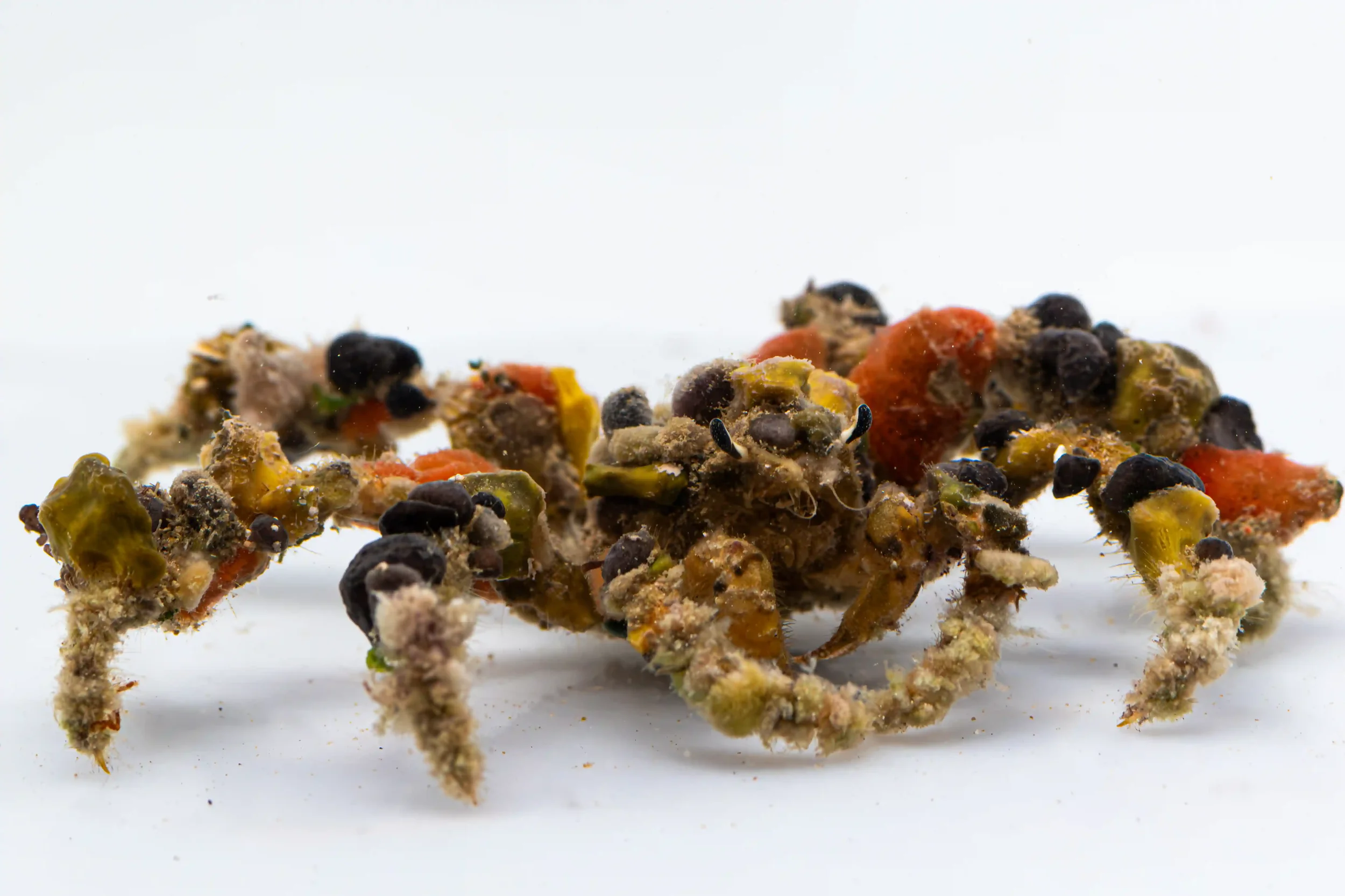 Decorator crab with pieces of sponges and algae attached to its carapace for reef camouflage