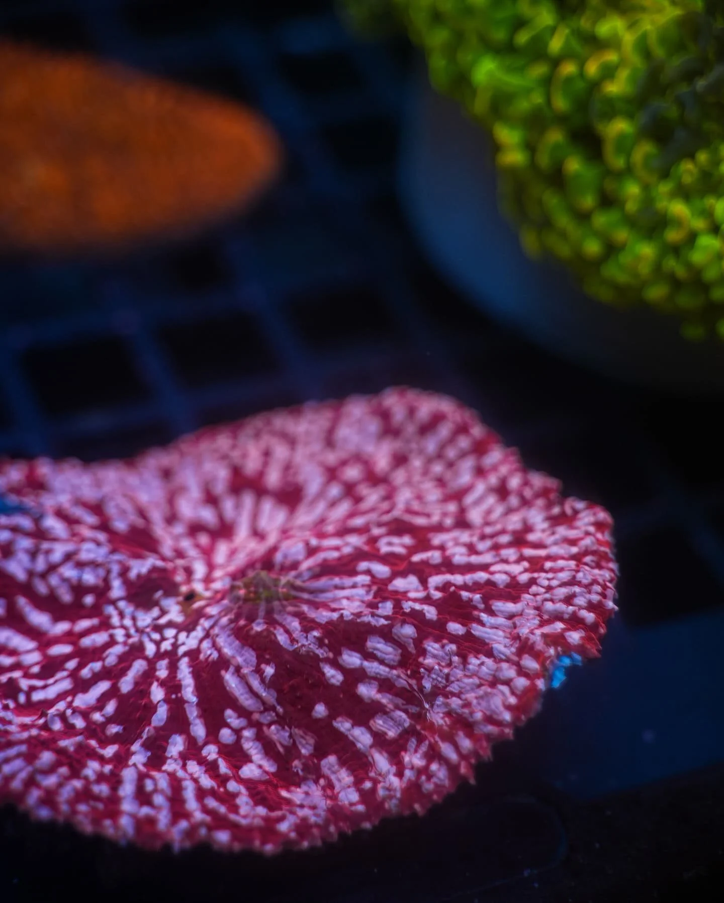 Chalice Coral (Echinophyllia aspera), a large polyp stony (LPS) coral