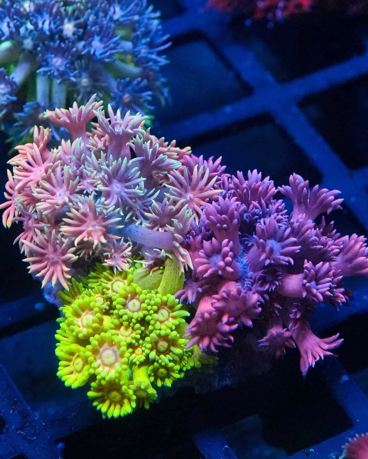 Goniopora (Greens and Pinks to Purples), a large polyp stony (LPS) coral