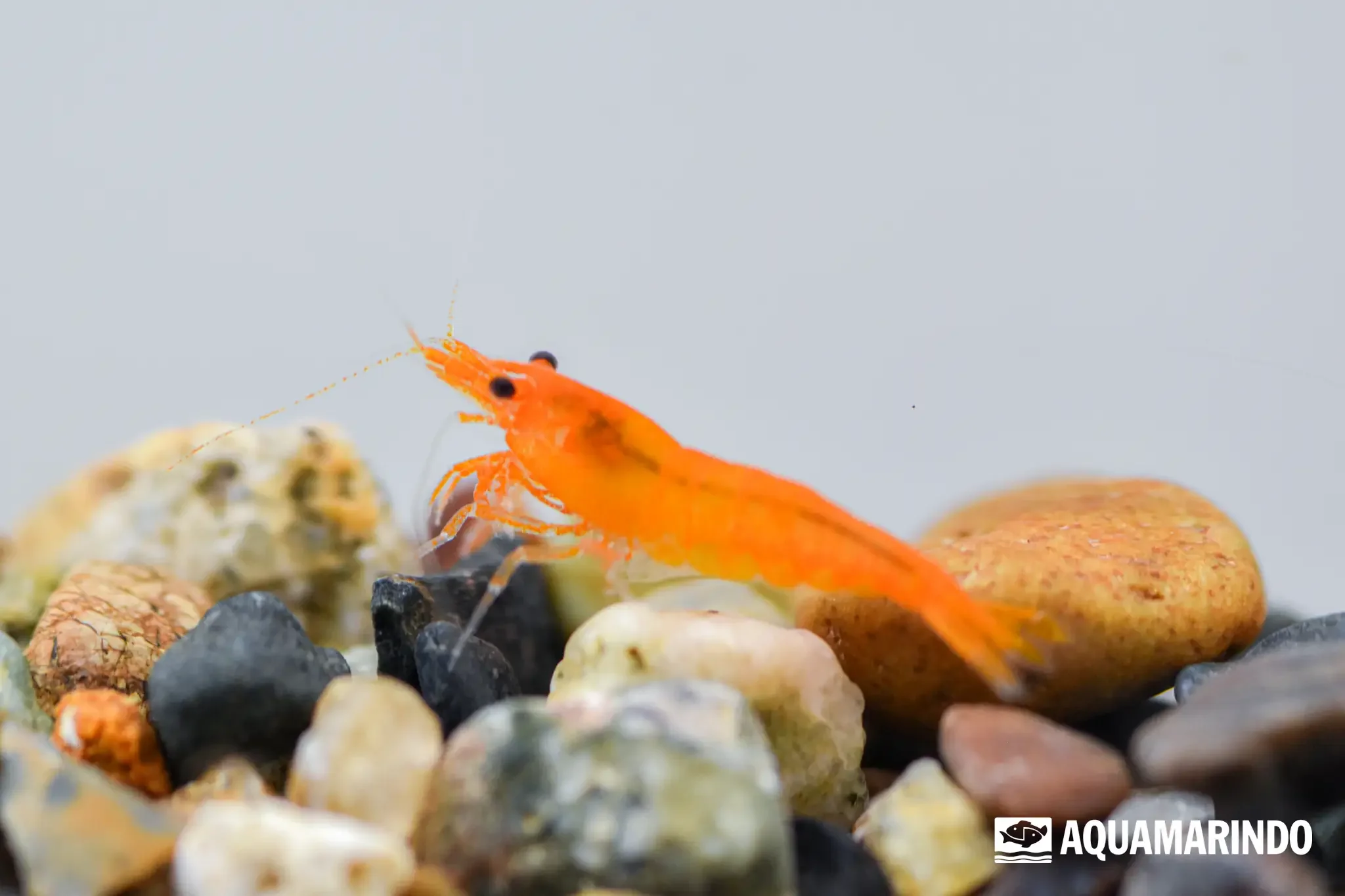 Mambo bee shrimp, a patterned bee shrimp variety