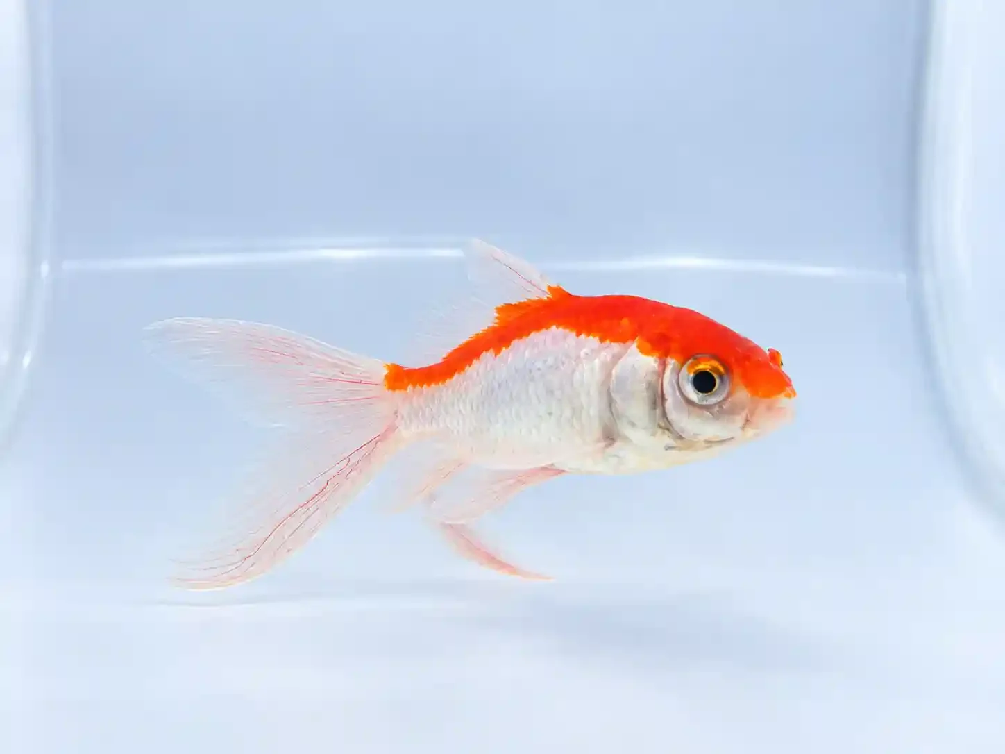 Red and white comet goldfish with a long single tail