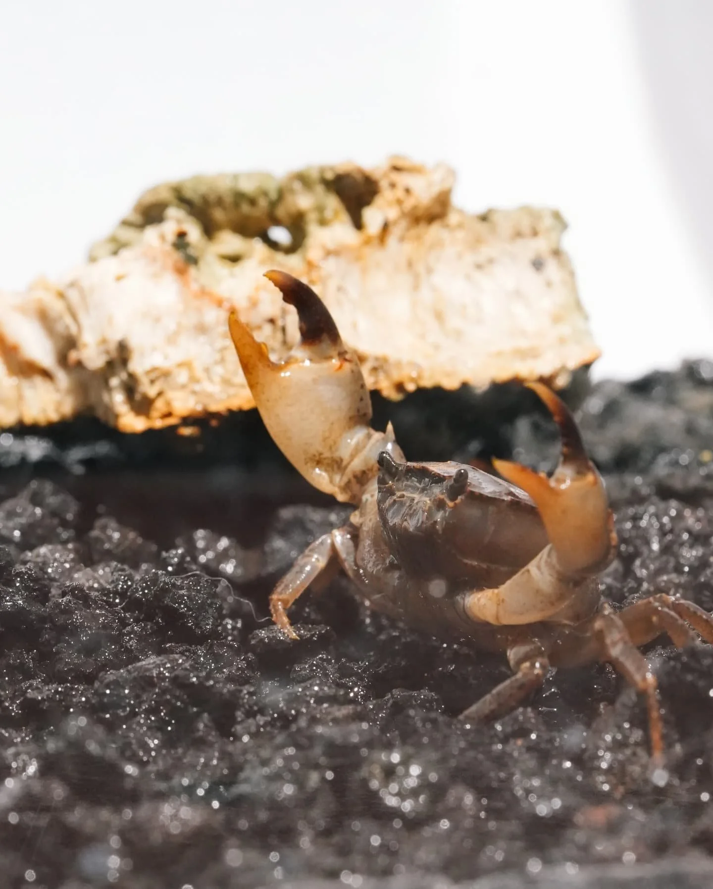 Asian shore crab (Hemigrapsus sanguineus) showing banded walking legs and spotted claws