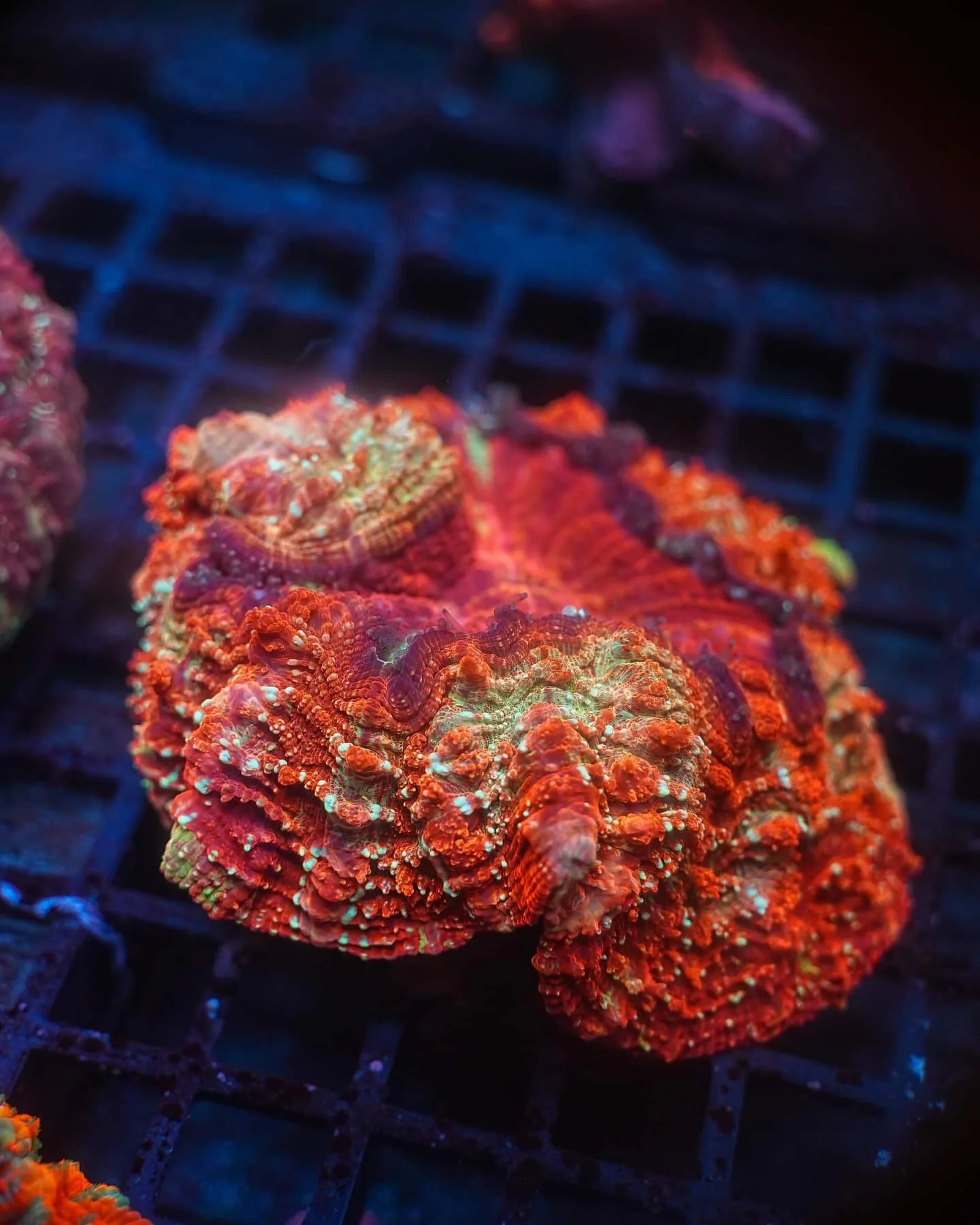 Multicolor Acanthophyllia (Greens, Reds and Browns), a large polyp stony (LPS) coral