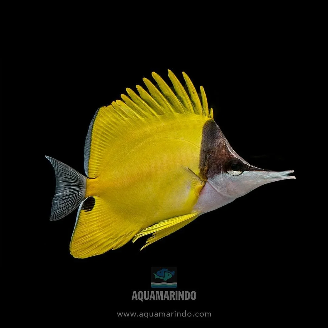 Yellow longnose butterflyfish with a long, tube-like snout