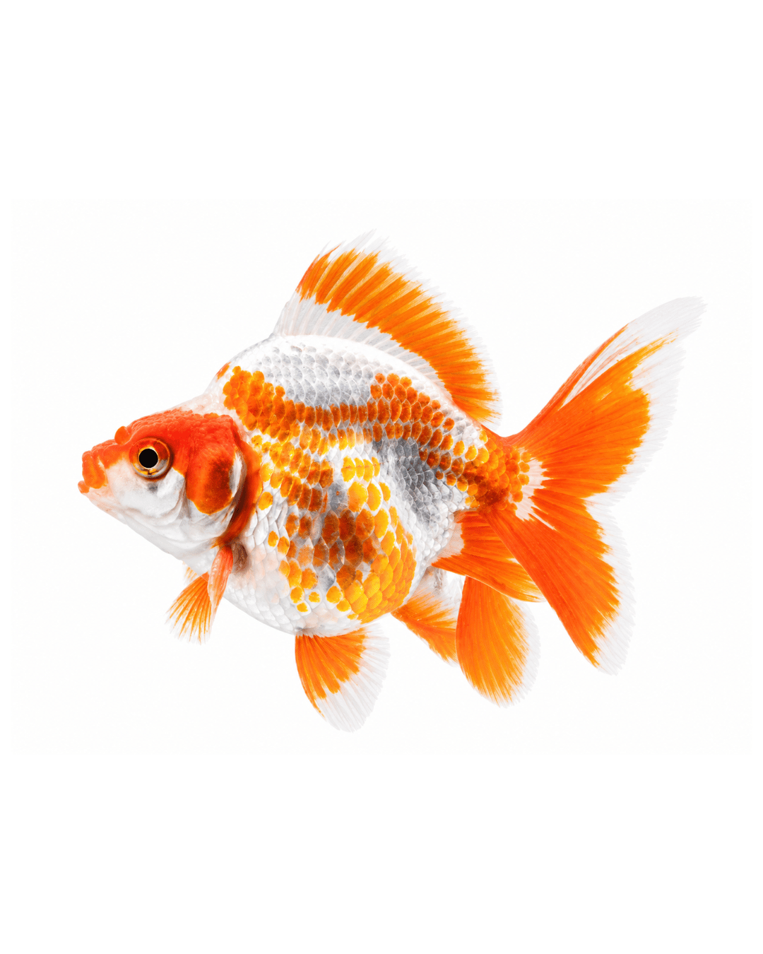 Fancy goldfish with flowing fins