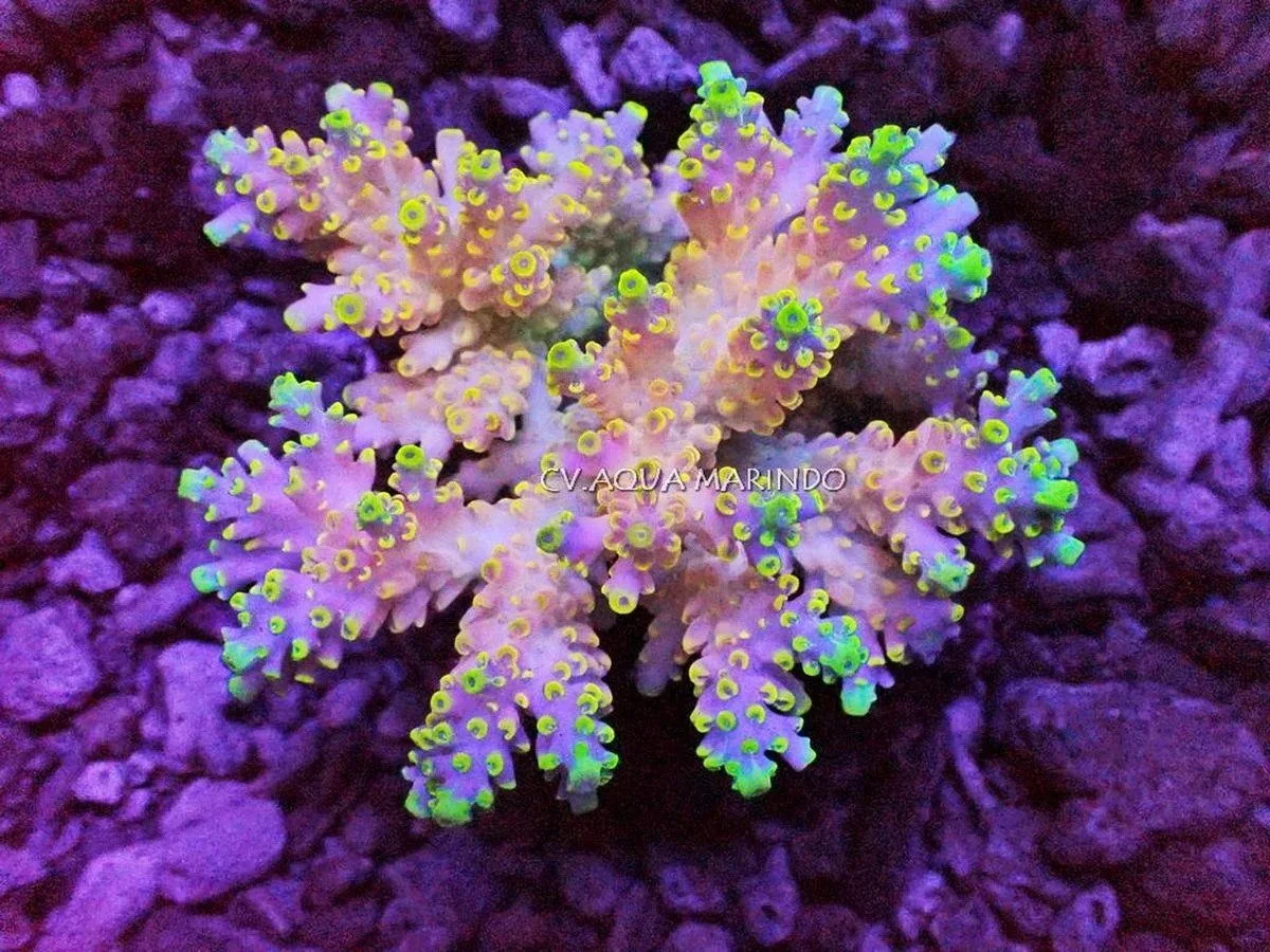 Acropora sp., a small polyp stony (SPS) coral