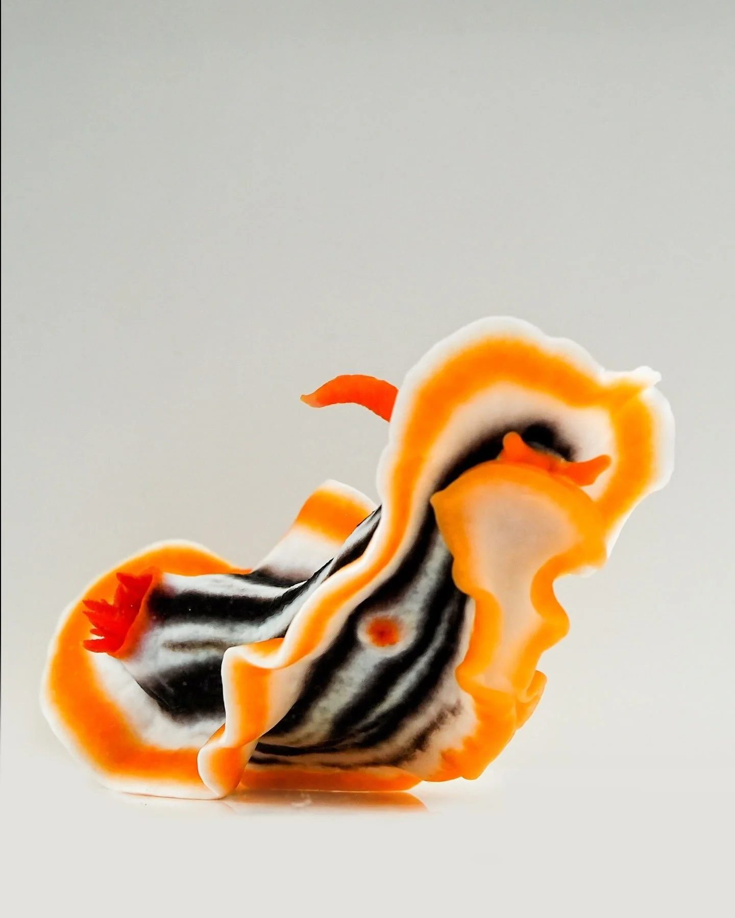 Chromodoris magnifica