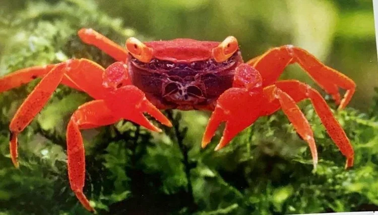 Red tomato vampire crab (Geosesarma), a red semi-terrestrial crab