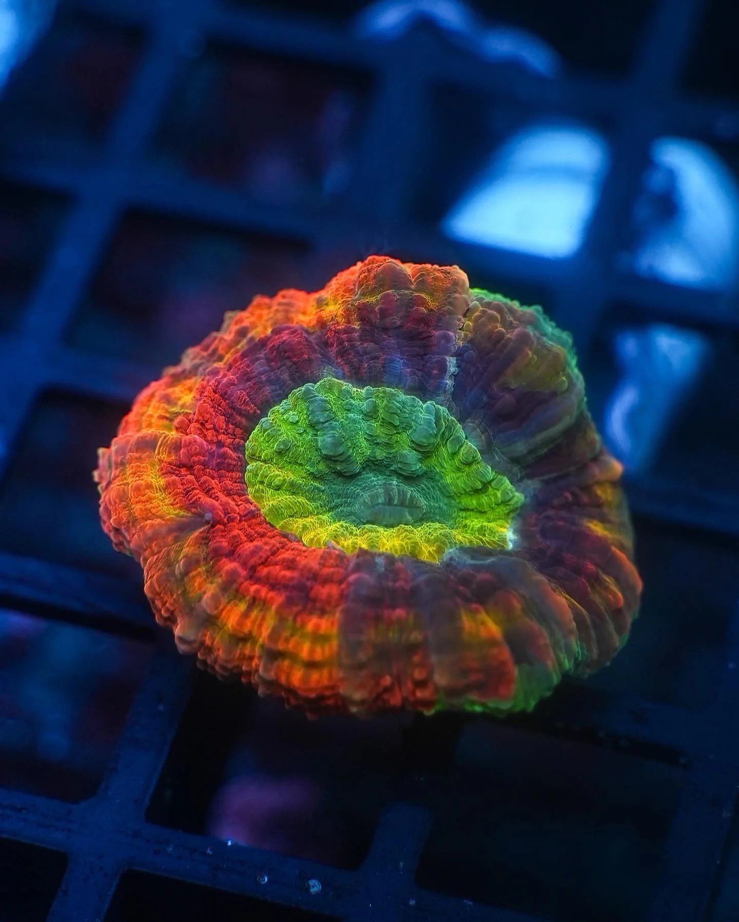 Lobophyllia sp.
