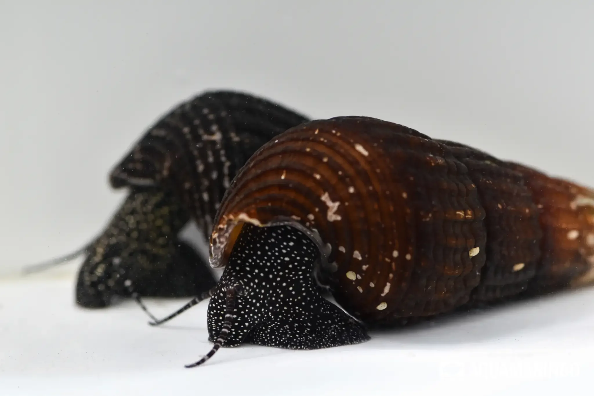 White spot nerite snail with white dots on its shell