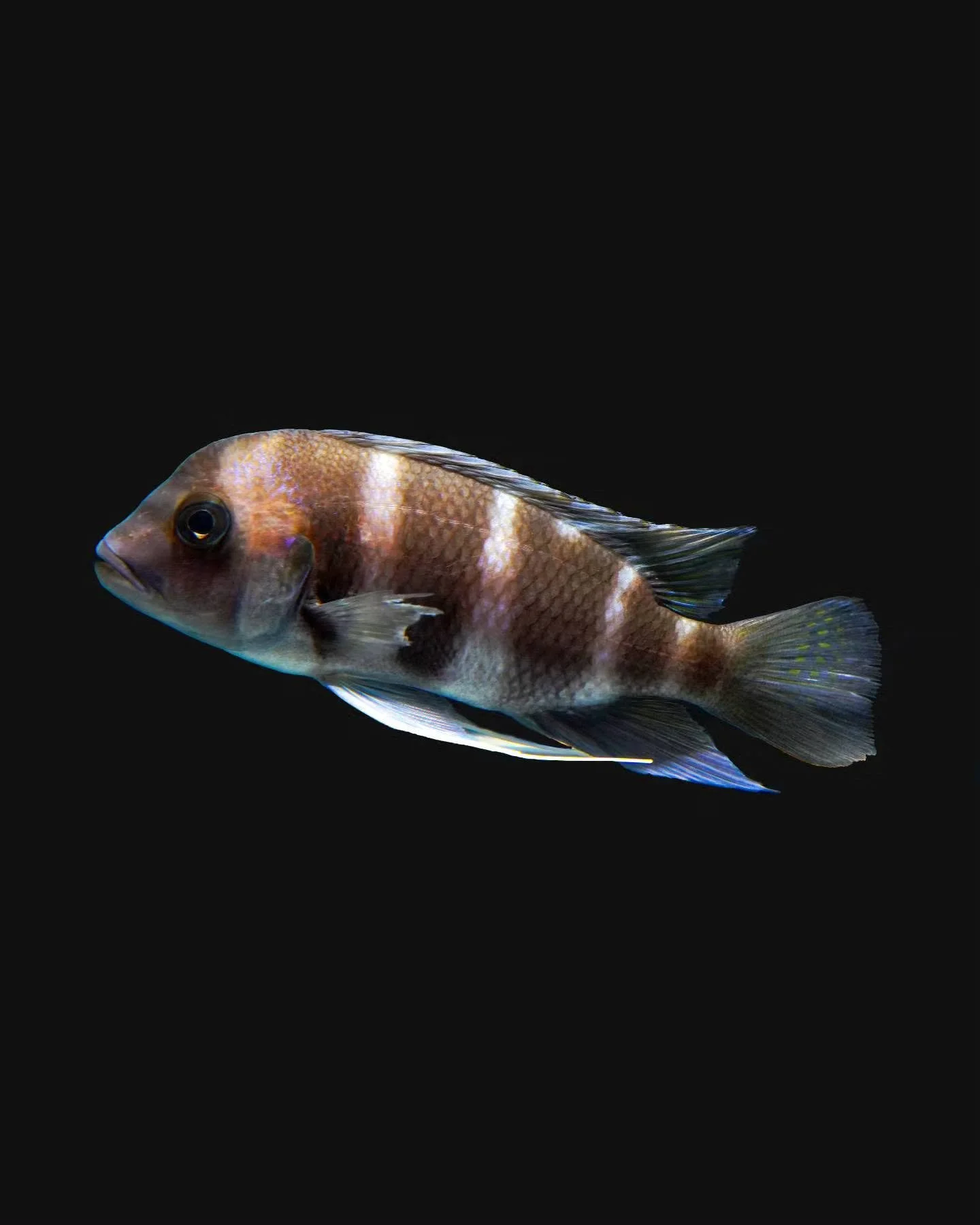Frontosa cichlid, a large Lake Tanganyika cichlid with a forehead hump