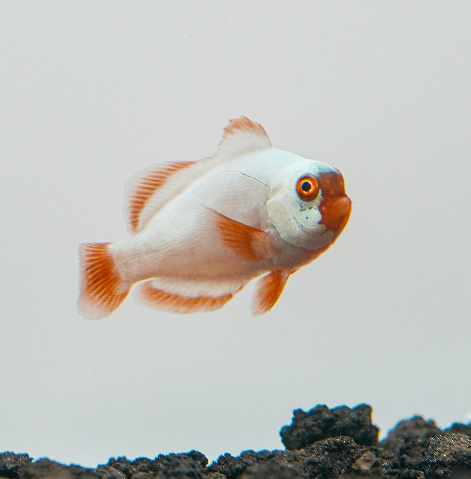 Tangerine albino Wyoming white clownfish (Amphiprion ocellaris), a pale ocellaris morph