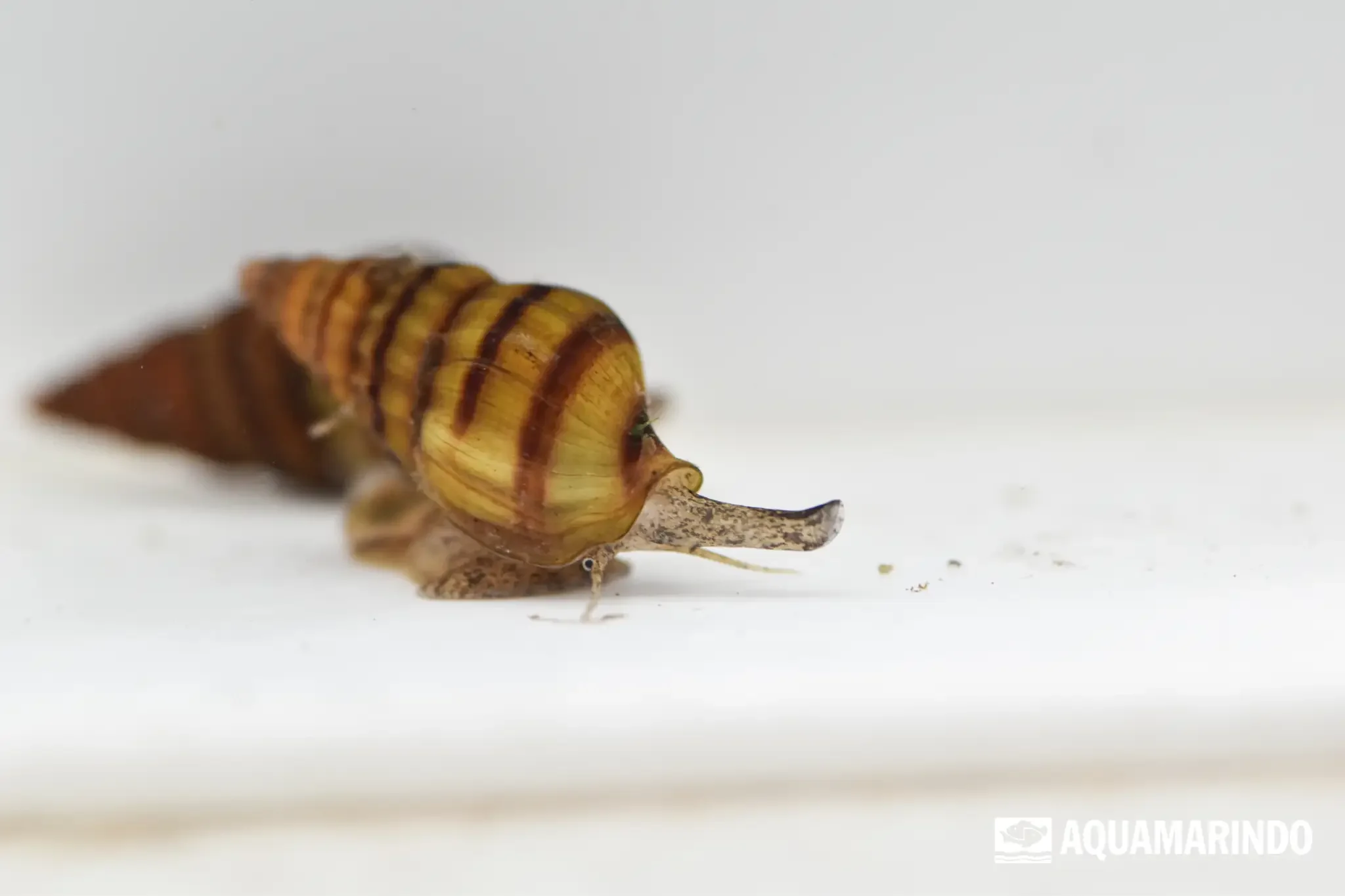 Assassin snail, a snail known for hunting other snails
