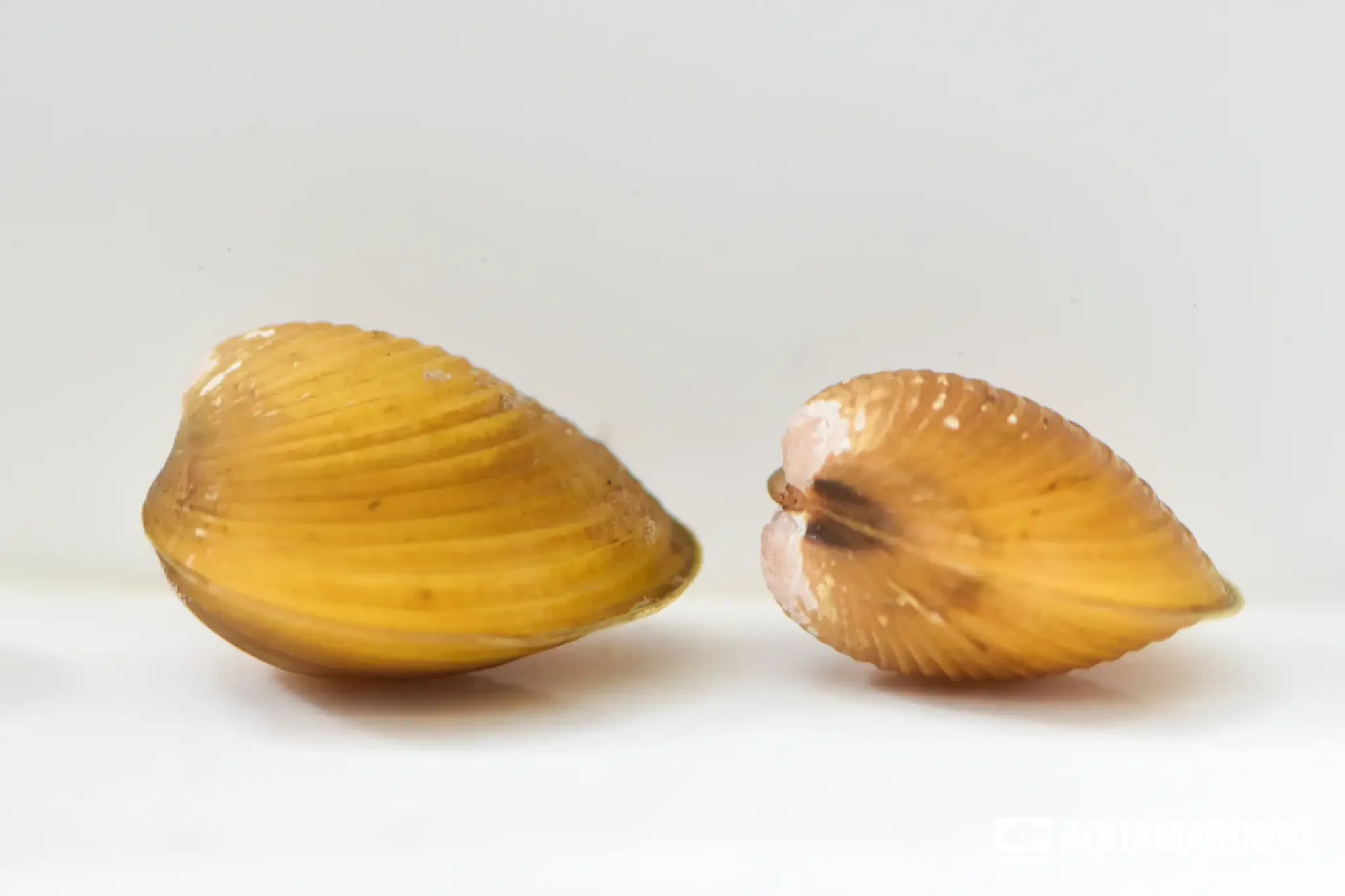 Yellow clam, a small freshwater bivalve