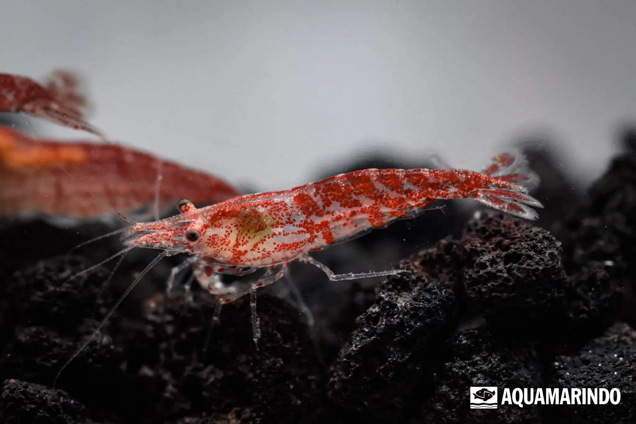 Red cherry shrimp, a popular beginner freshwater shrimp