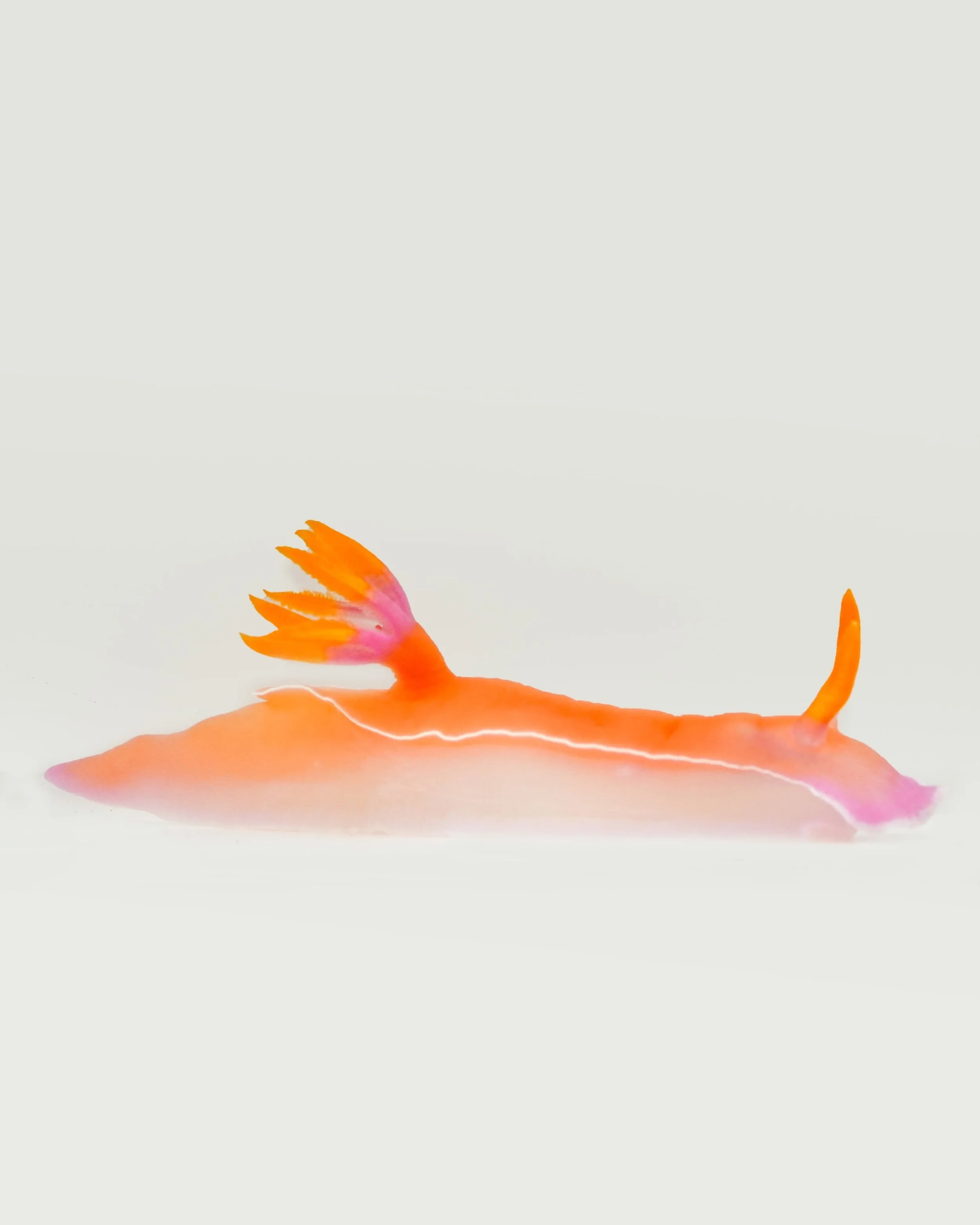 Sea Slug (Hypselodoris bullocki)