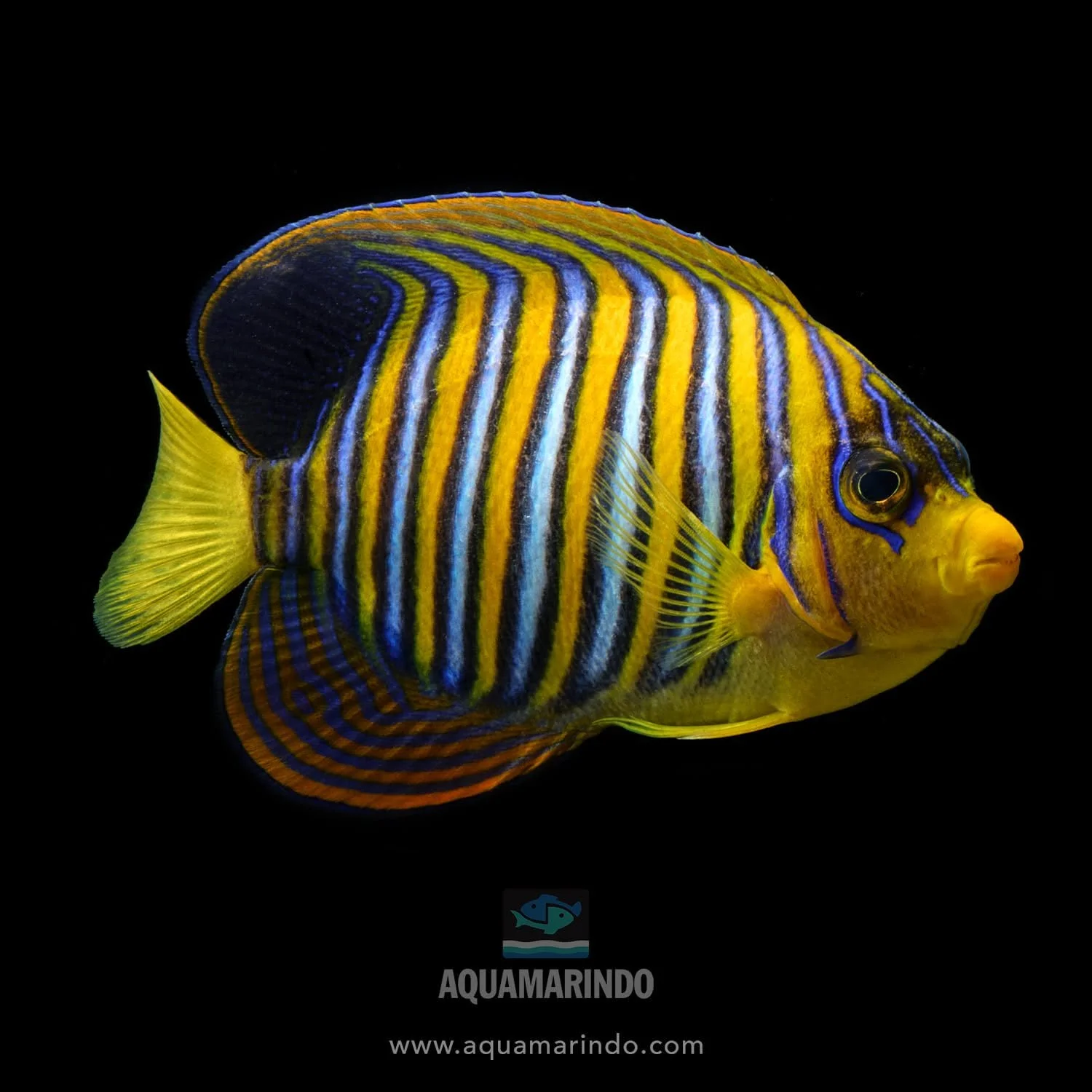 Regal angelfish with bold orange, white, and blue stripes