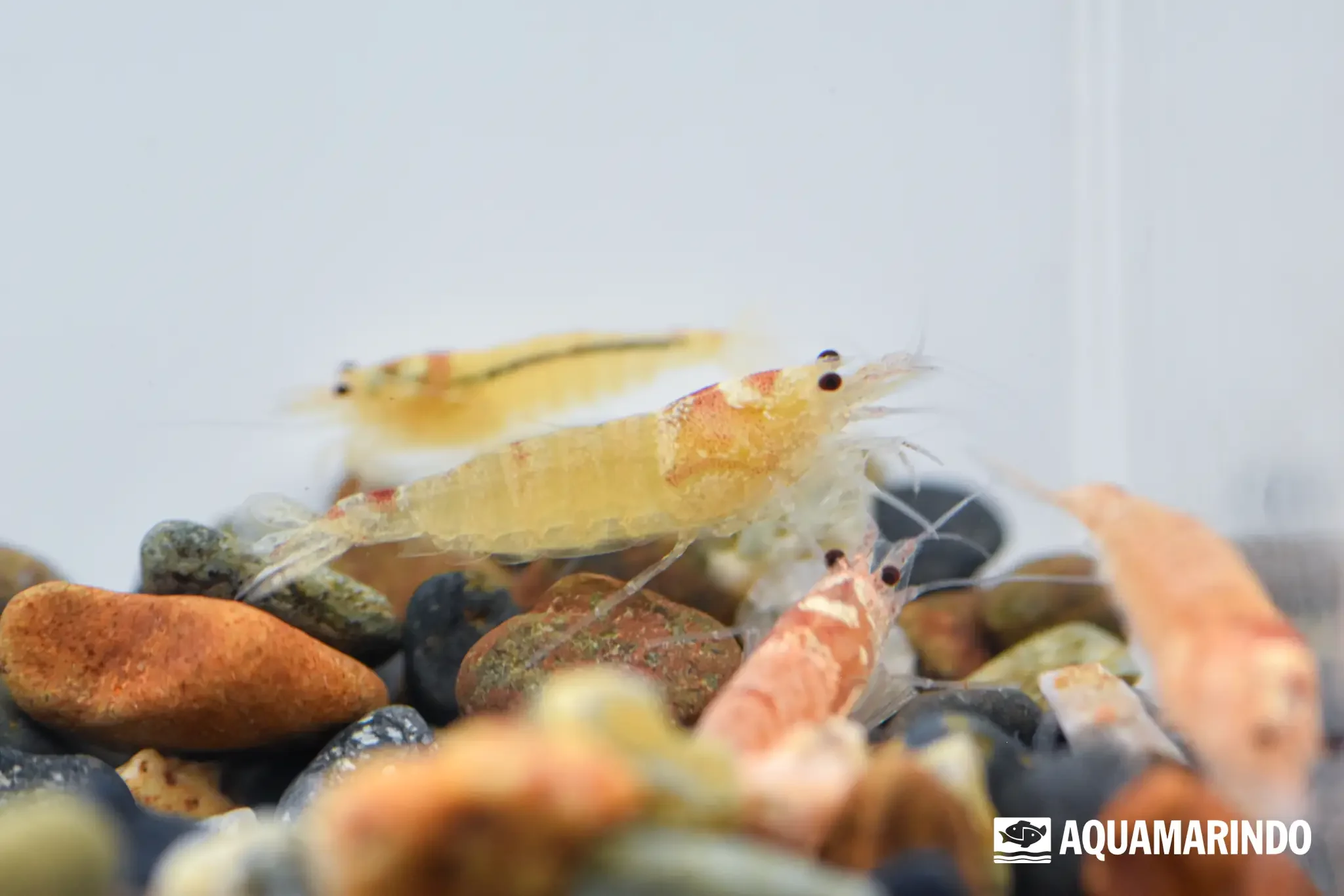 Red mosura bee shrimp, a patterned bee shrimp variety