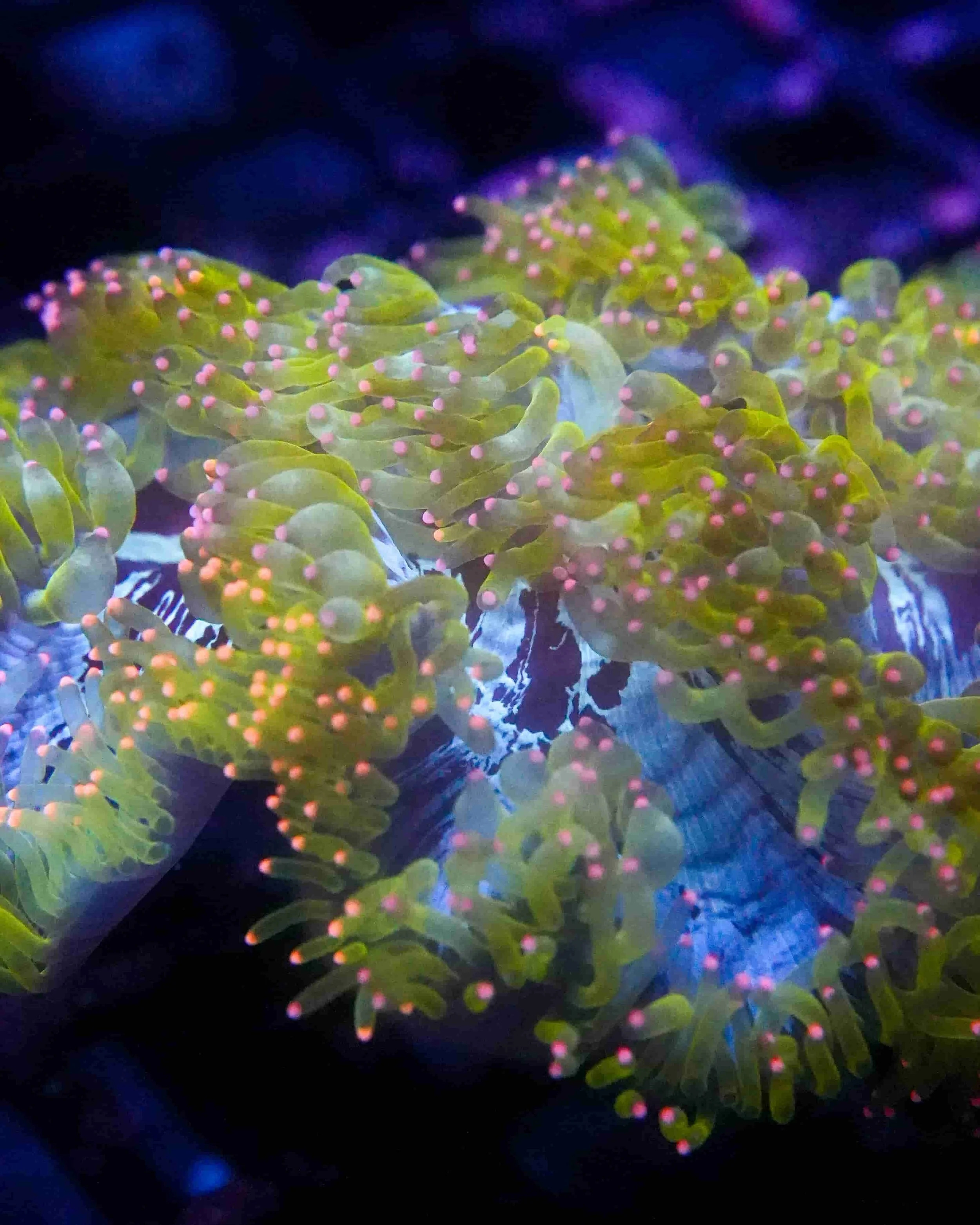 Catalaphyllia jardinei (Elegance Coral)