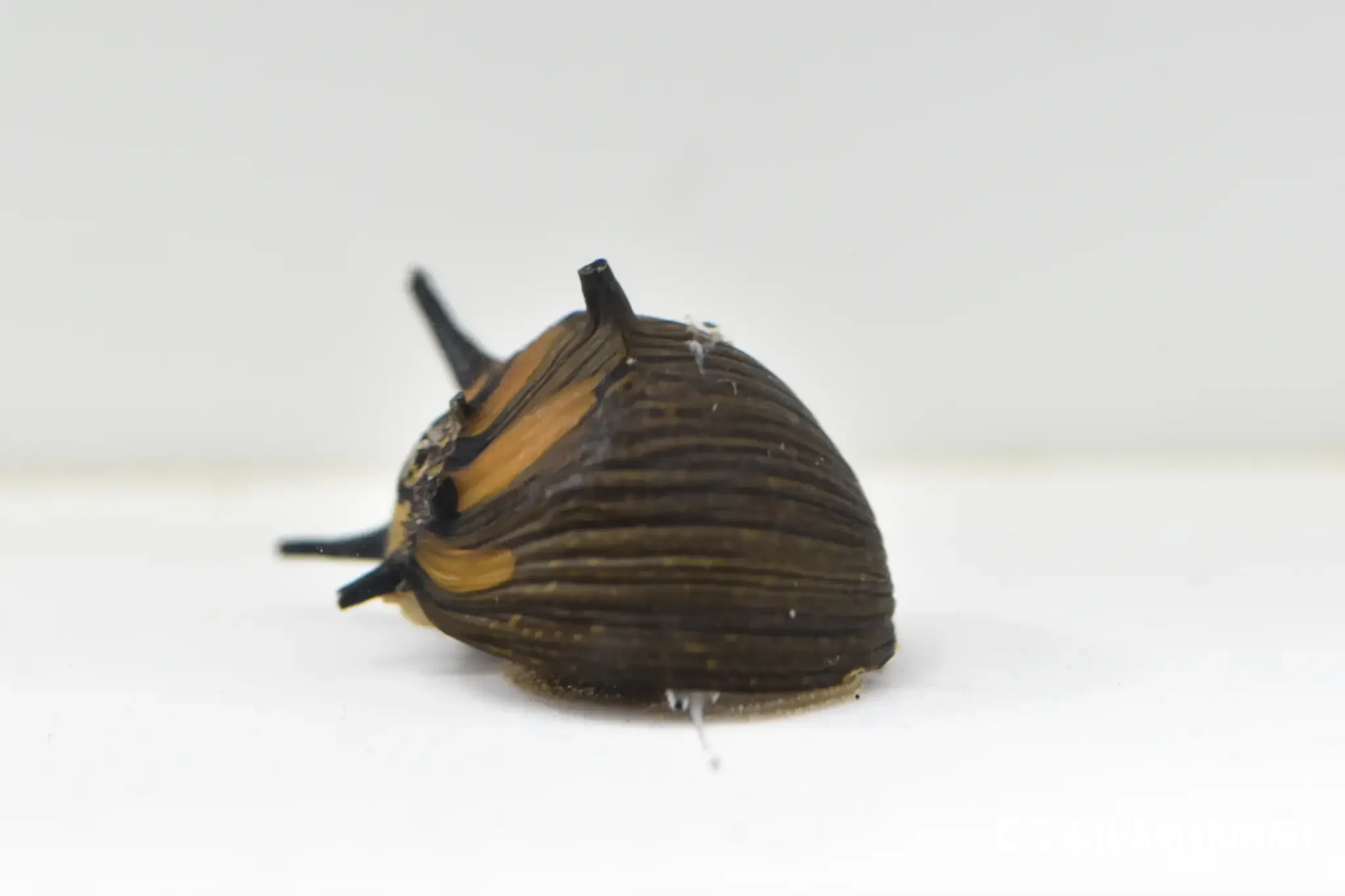 Zebra sun snail with a striped shell