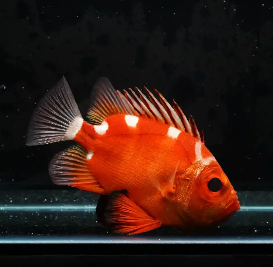Japanese bigeye, a marine reef fish