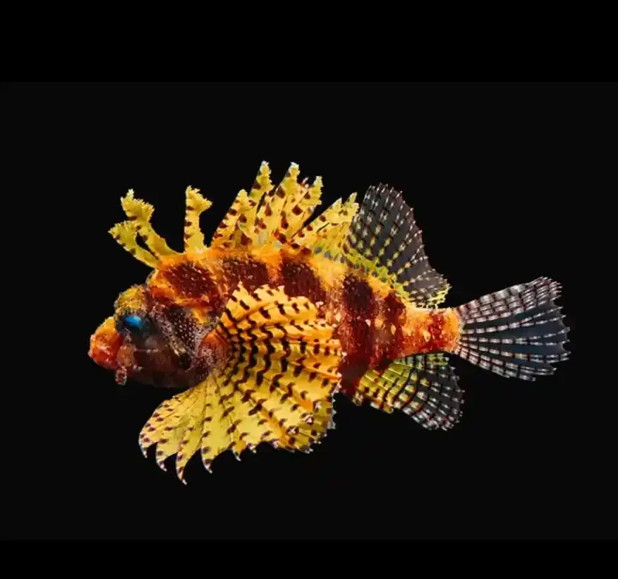 Yellow fuzzy dwarf lionfish (Dendrochirus brachypterus) with feathery fins