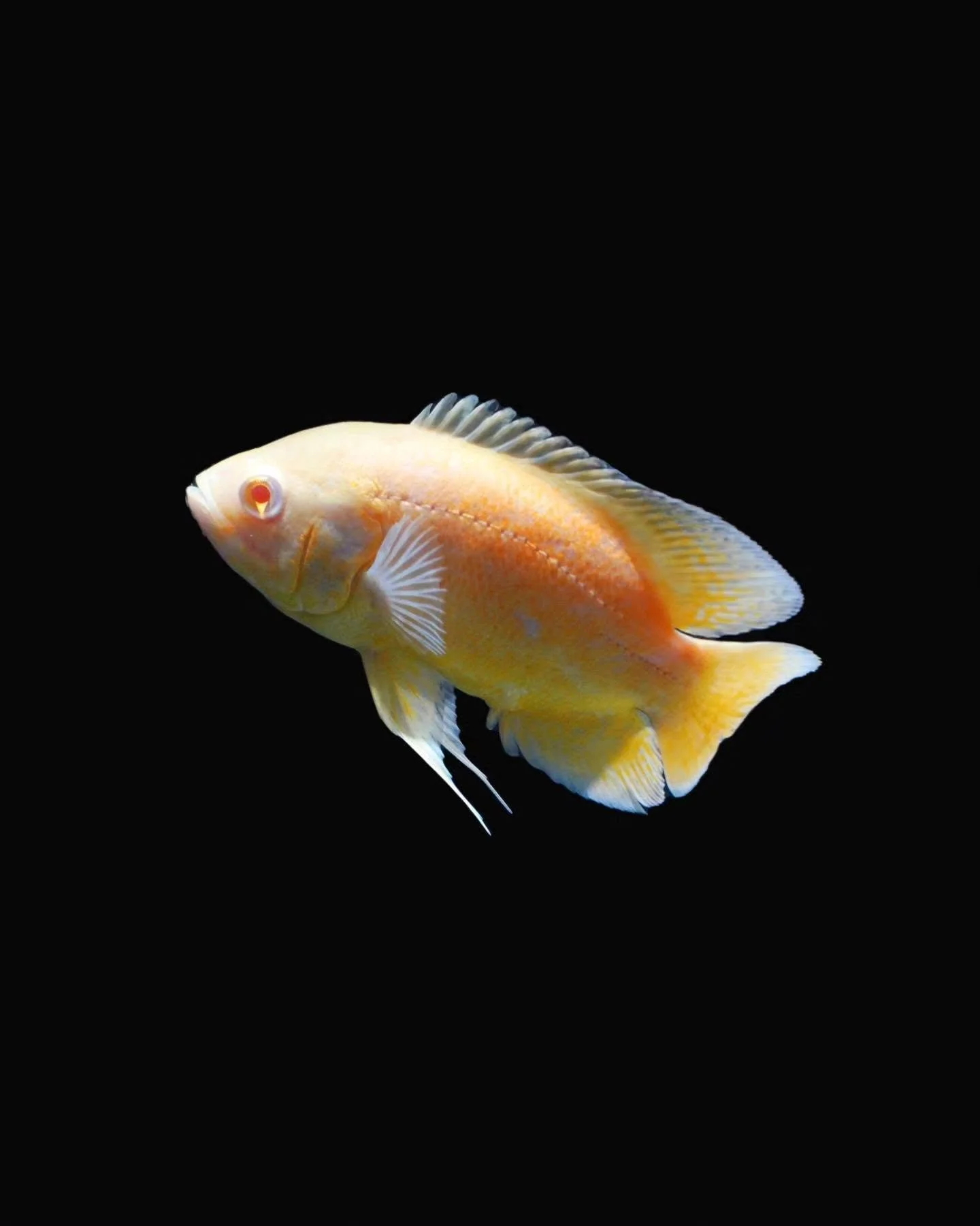 Lemon oscar, a yellow-toned oscar cichlid