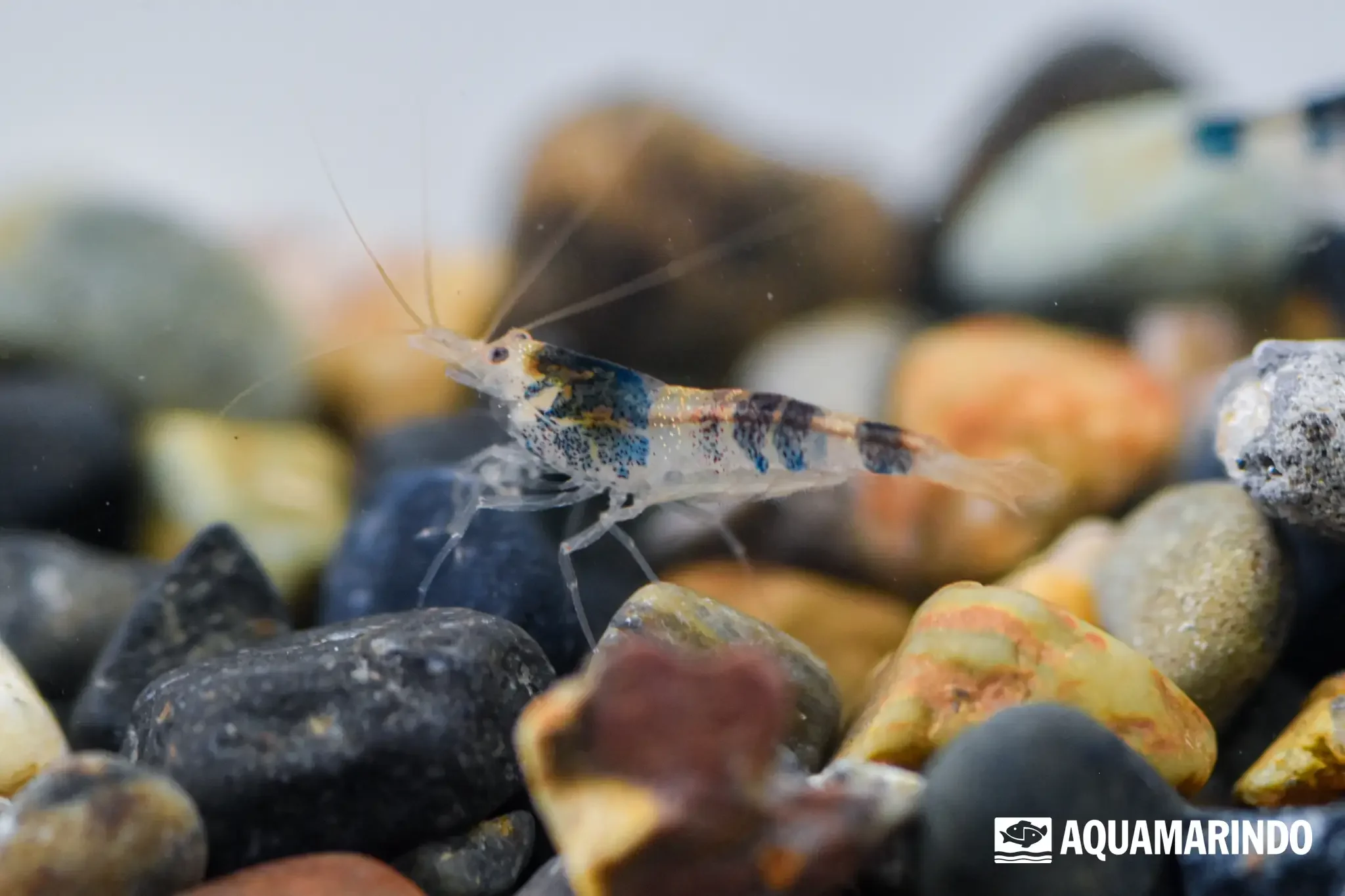 Black mosura bee shrimp, a dark patterned bee shrimp